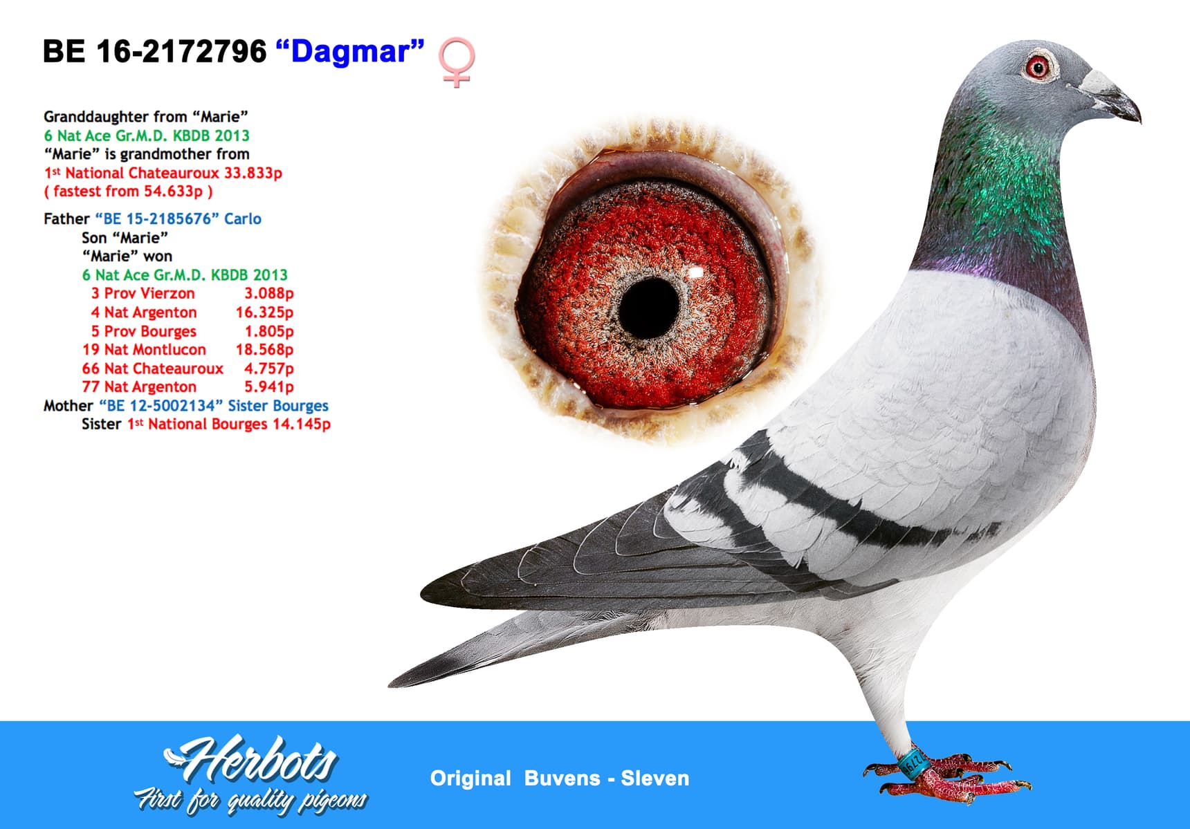 pigeon: undefined