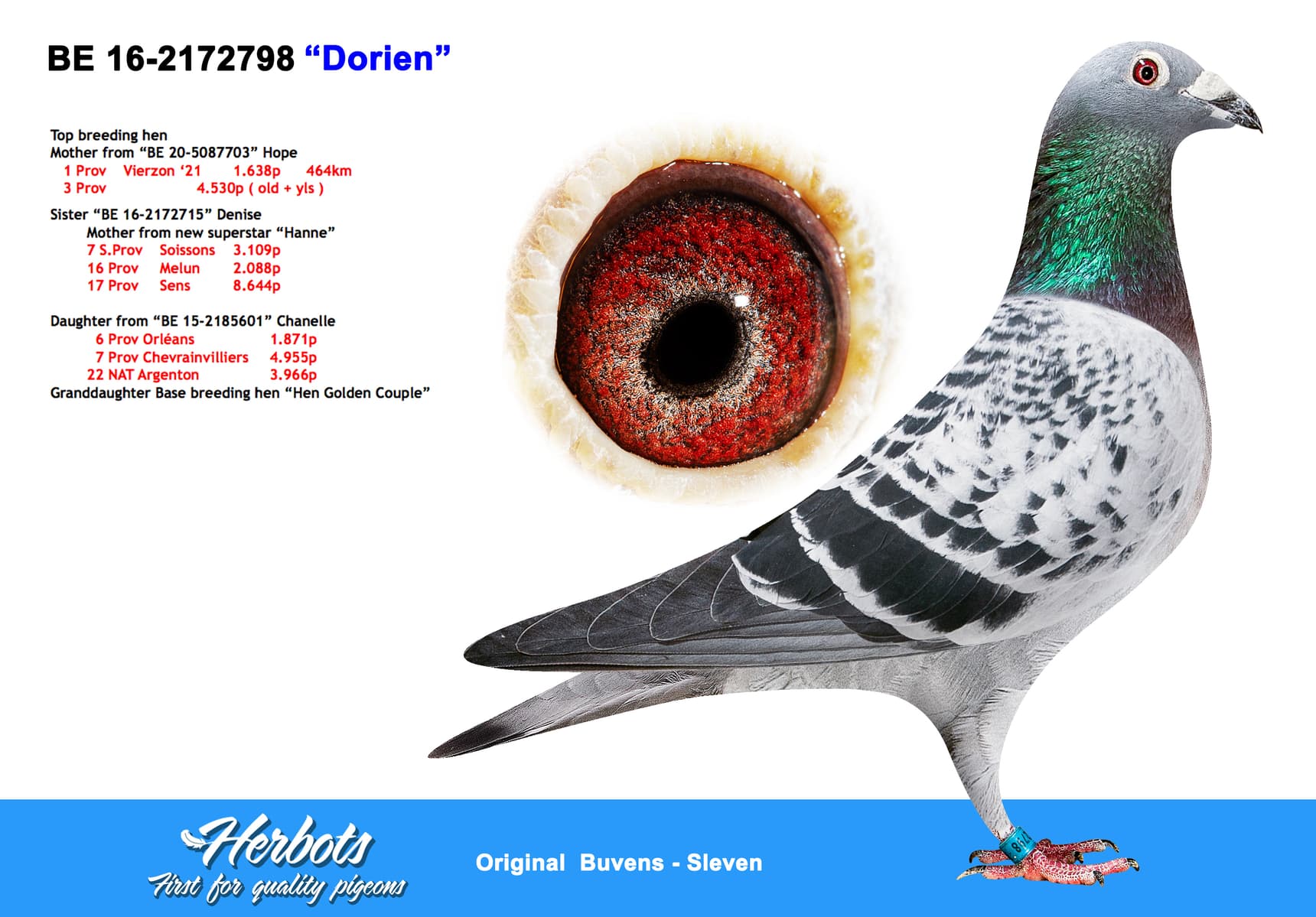 pigeon: “Dorien”