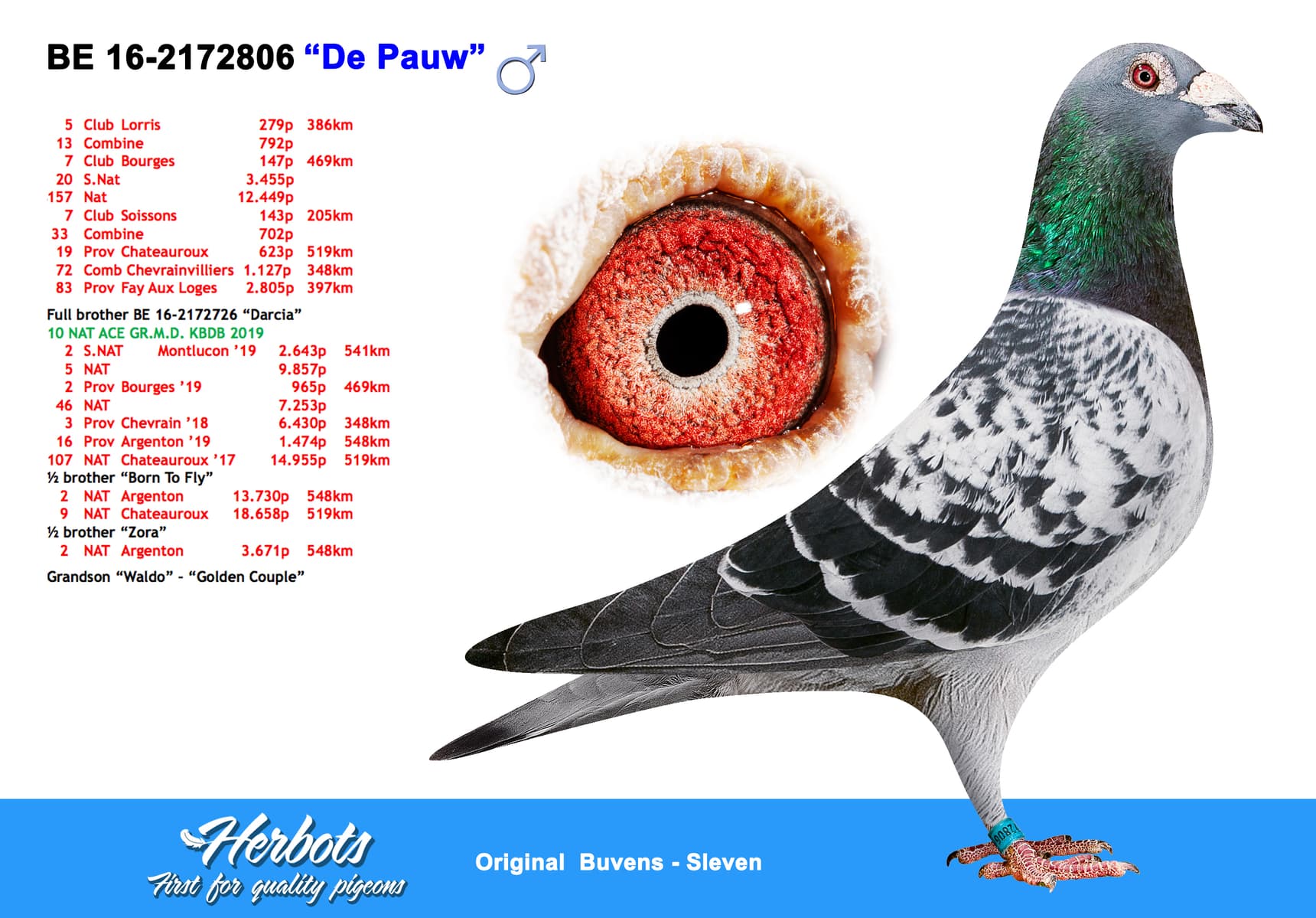 pigeon: undefined
