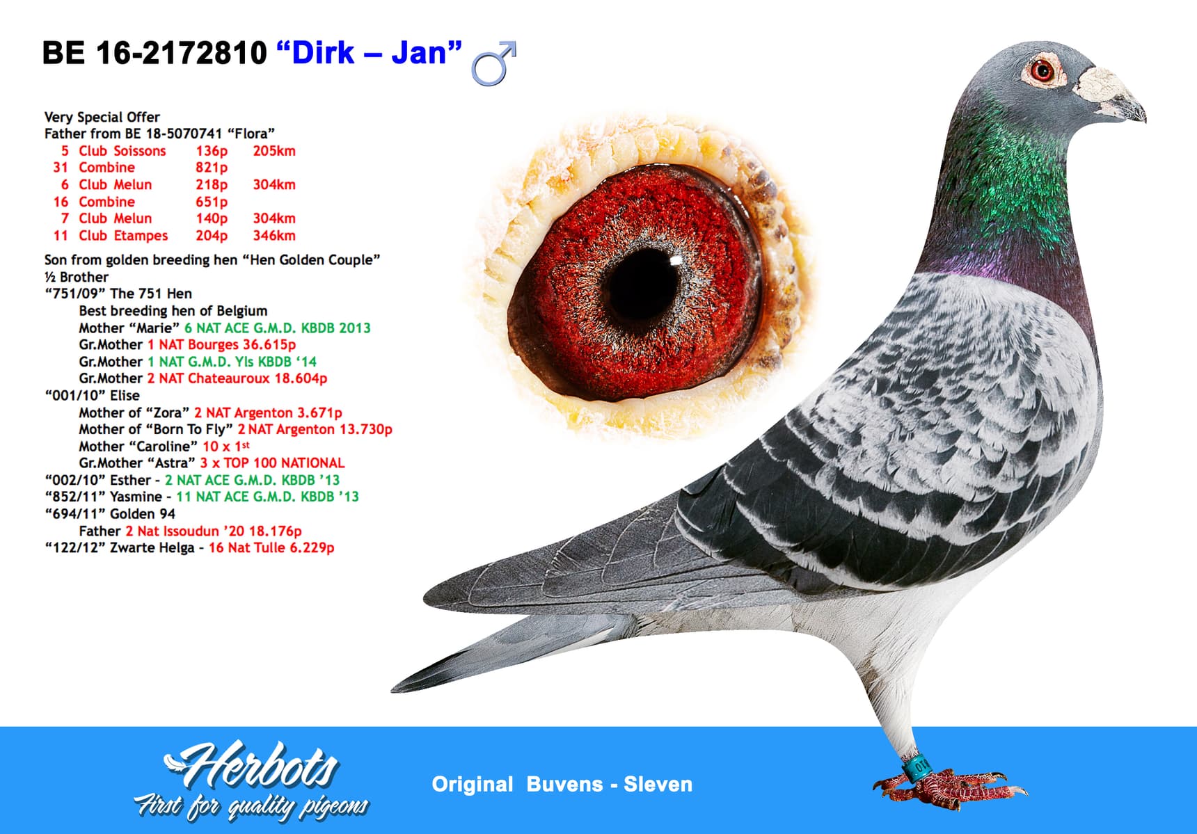 pigeon: “Dirk – Jan”