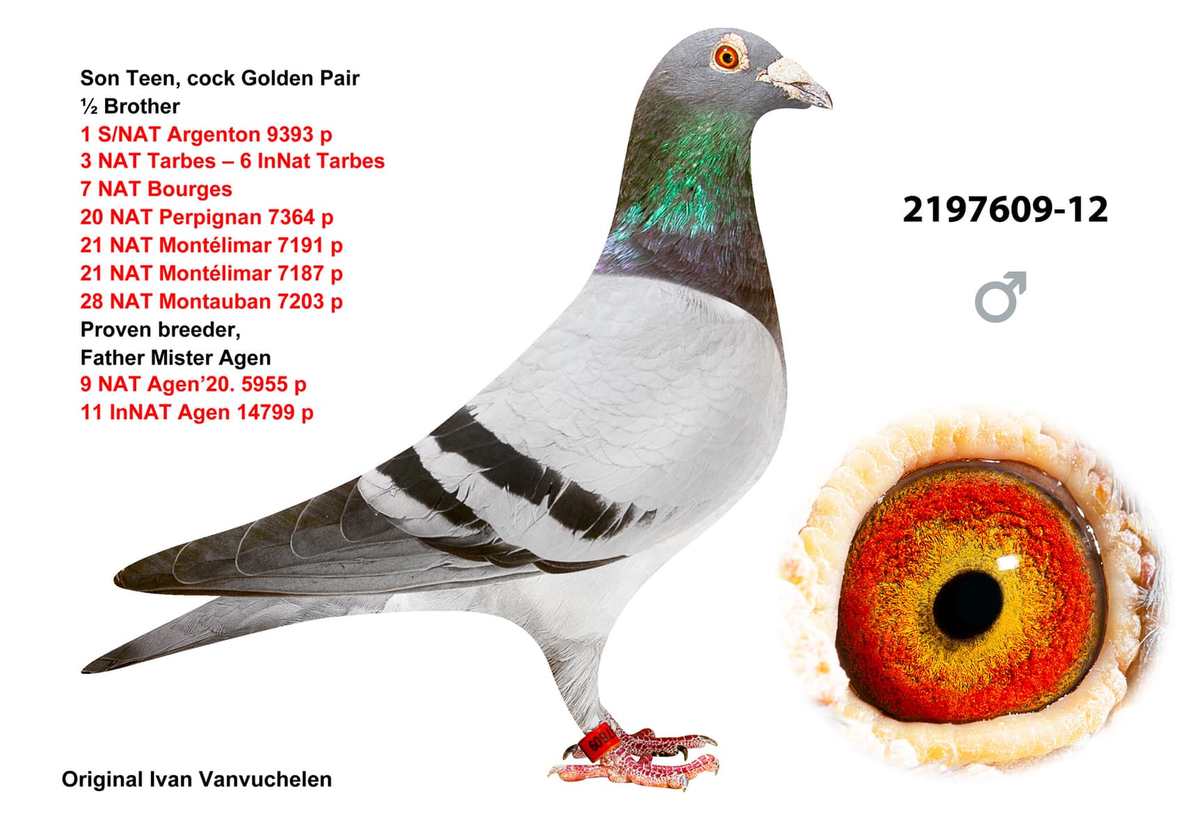 pigeon: Son & Granddaughter Teen