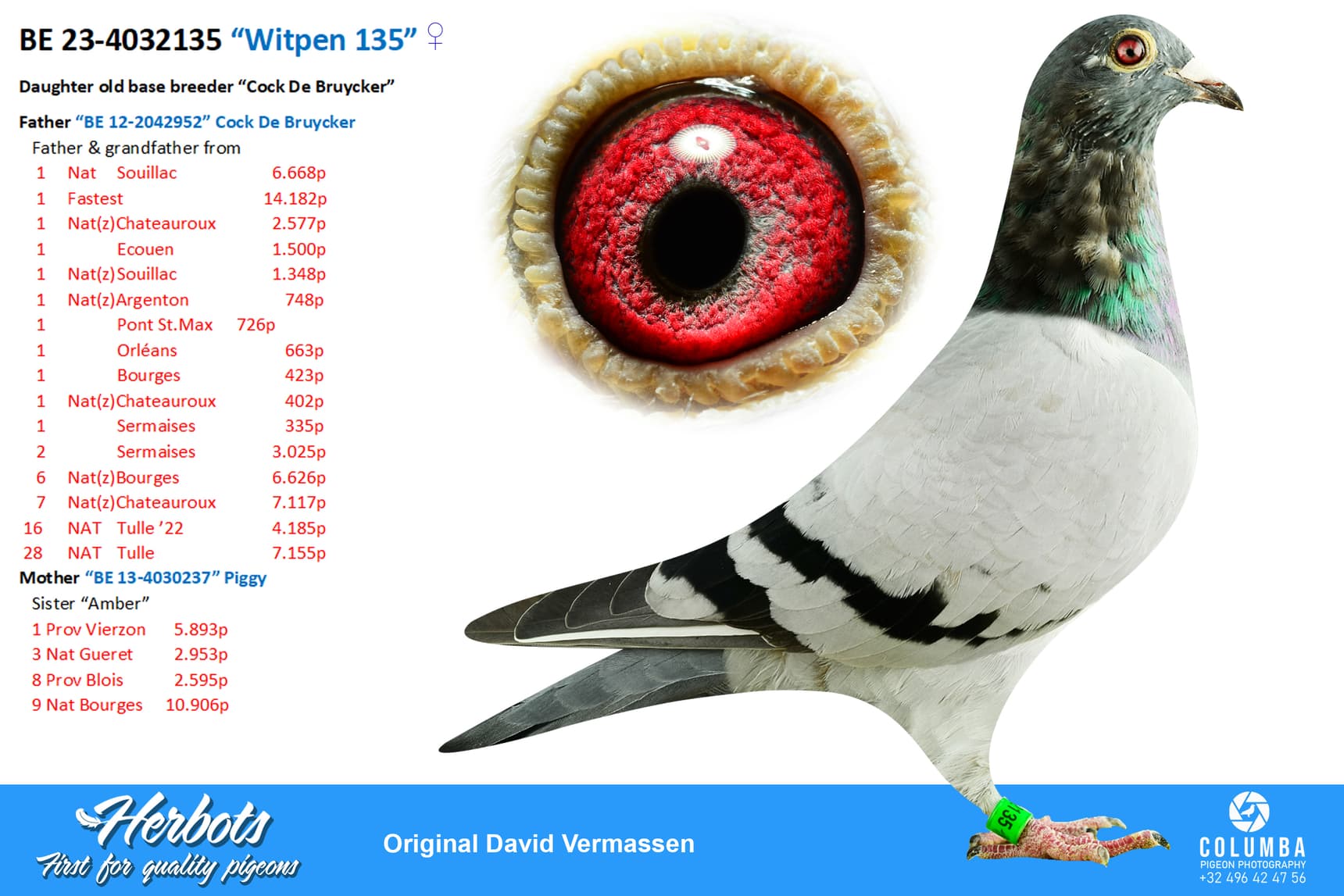 pigeon: undefined