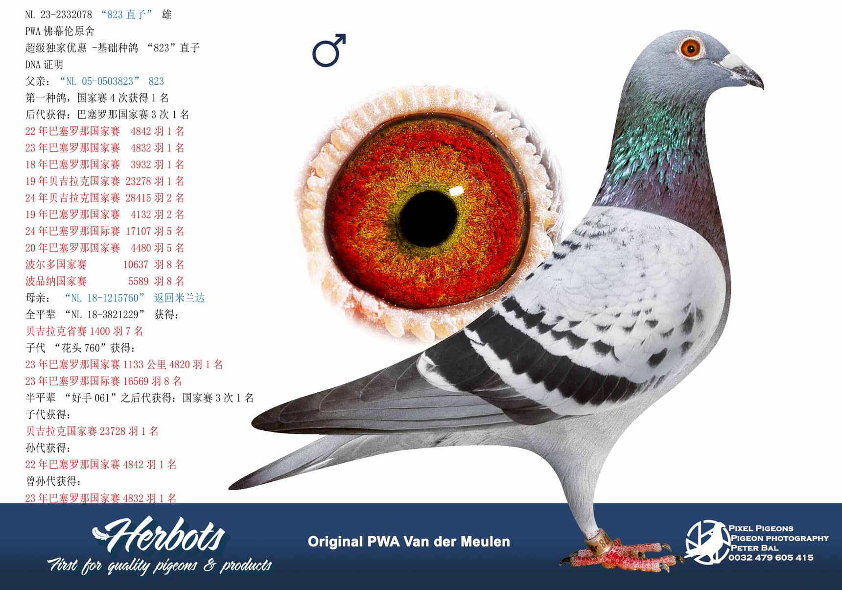 pigeon: undefined
