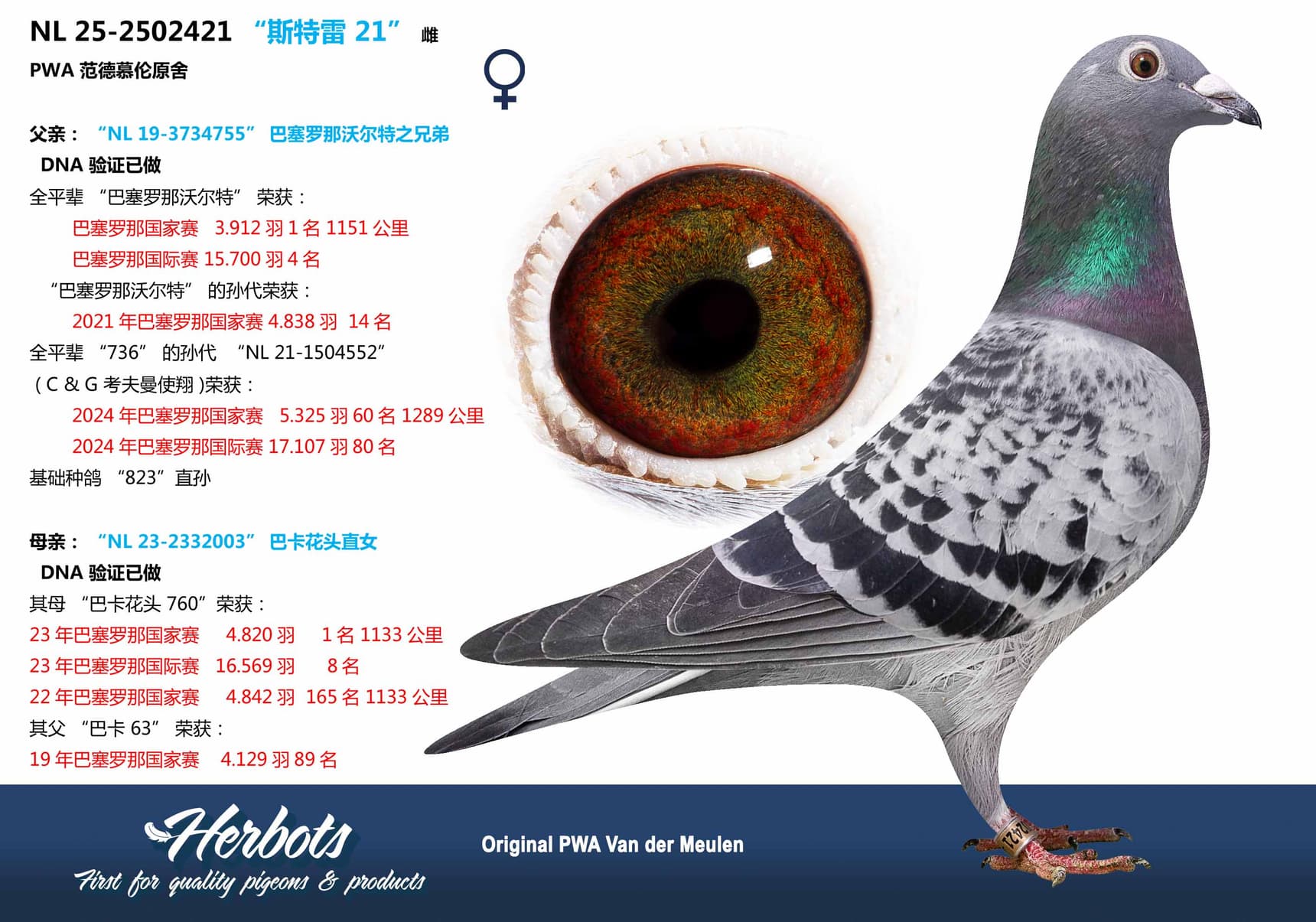 pigeon: “斯特雷 21”