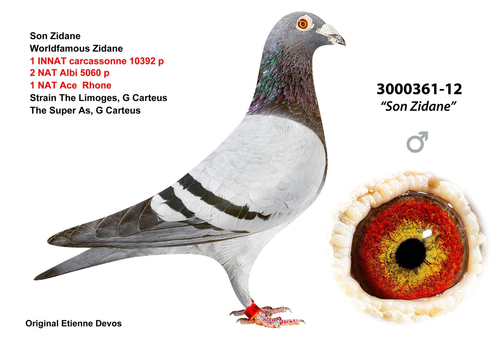 pigeon: undefined
