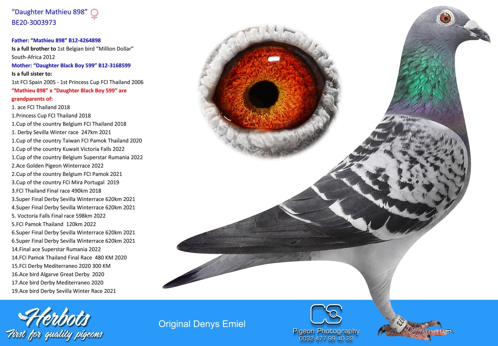 pigeon: undefined