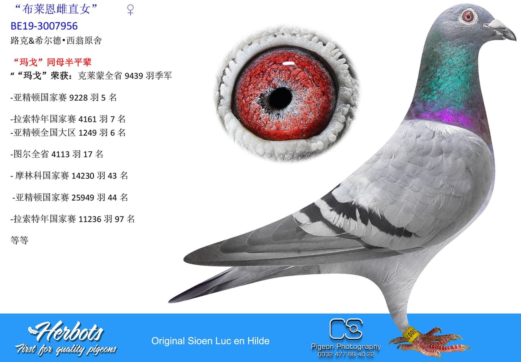 pigeon: undefined