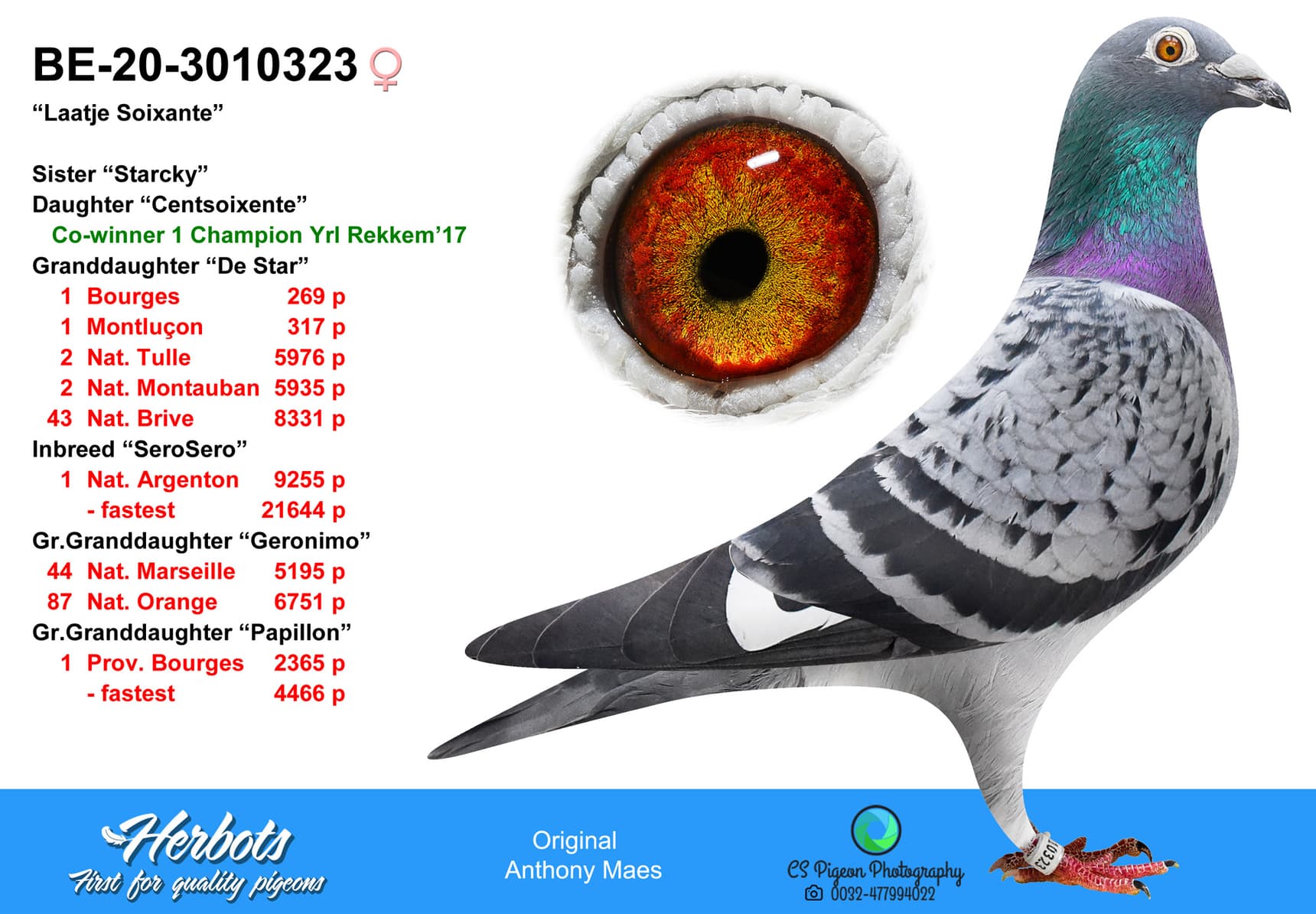 pigeon: undefined