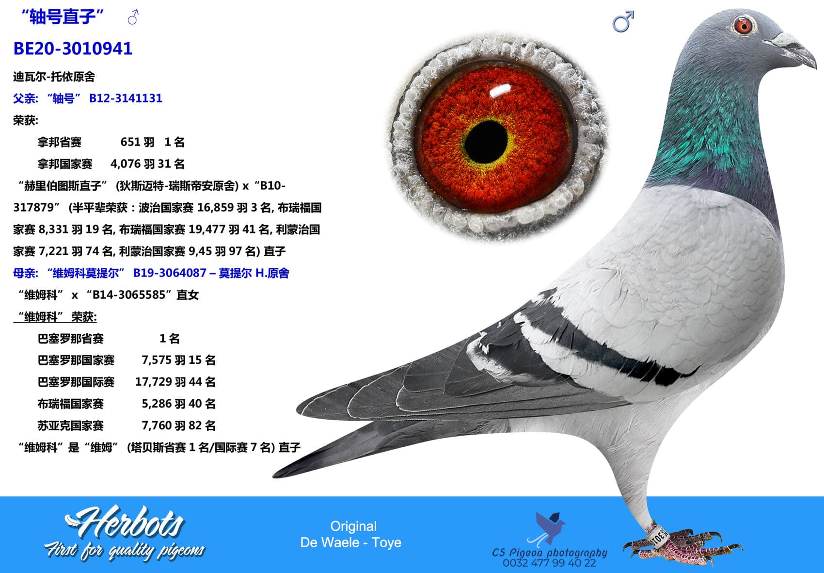 pigeon: “轴号直子”