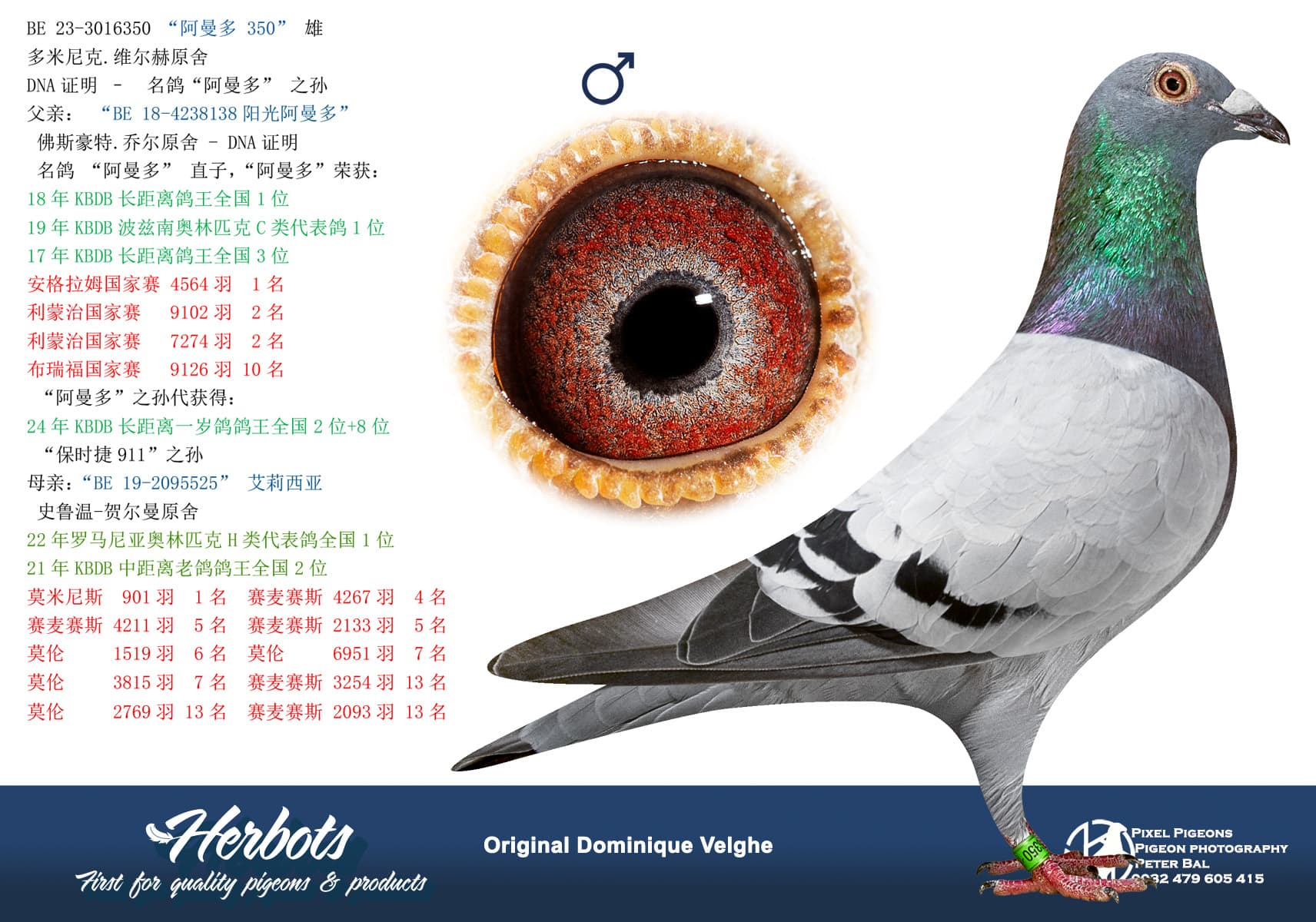 pigeon: “阿曼多 350"