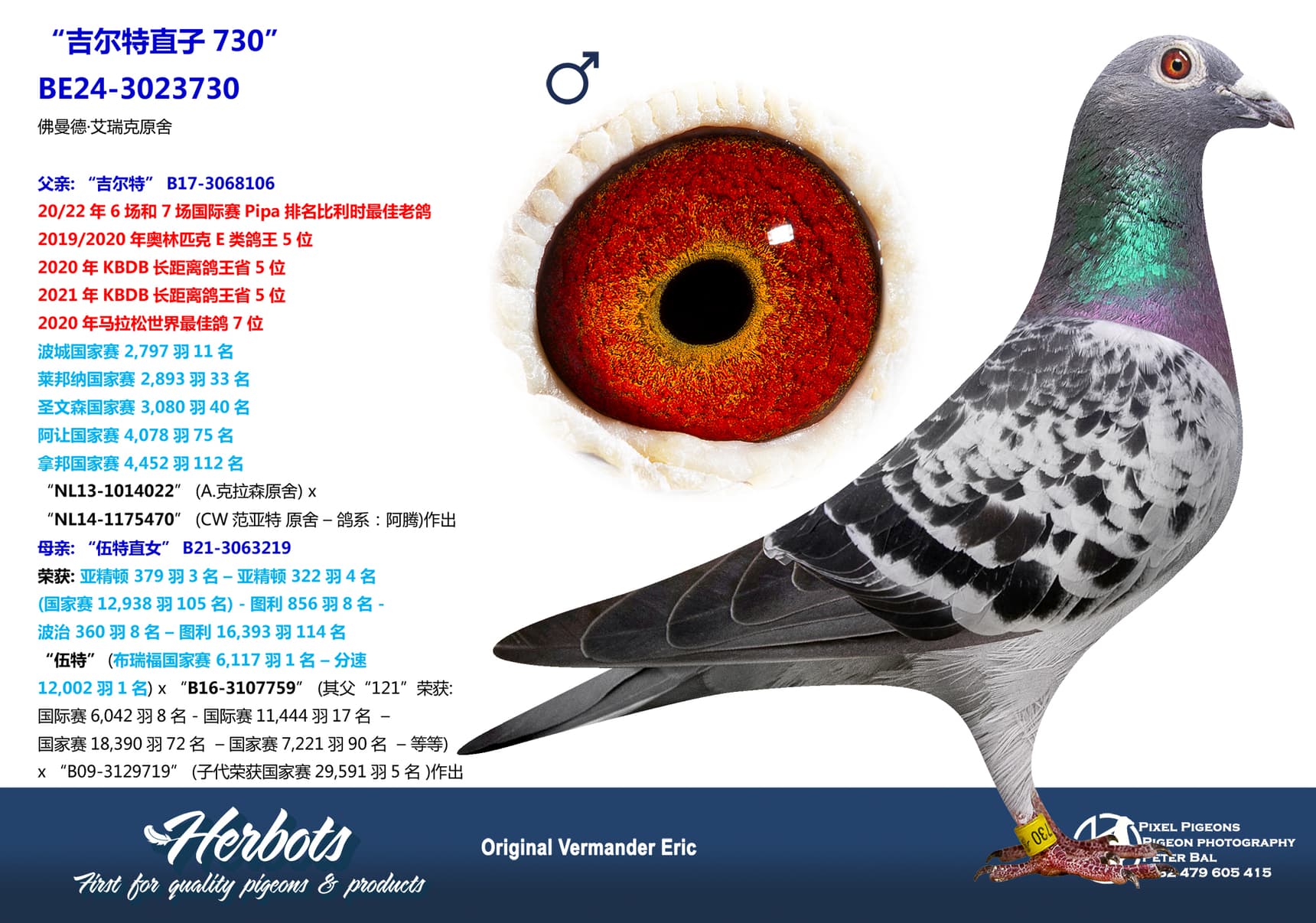 pigeon: undefined