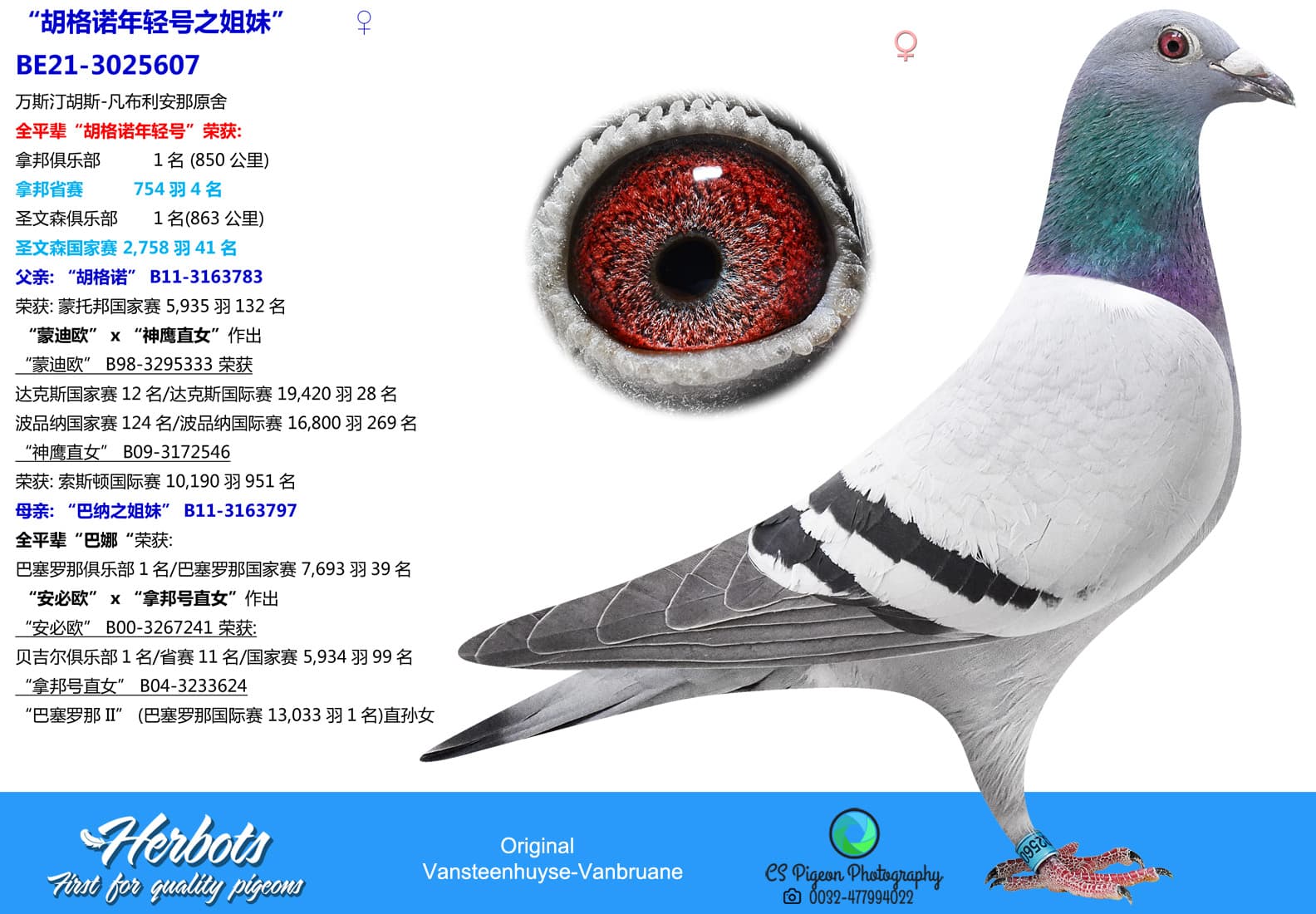 pigeon: undefined