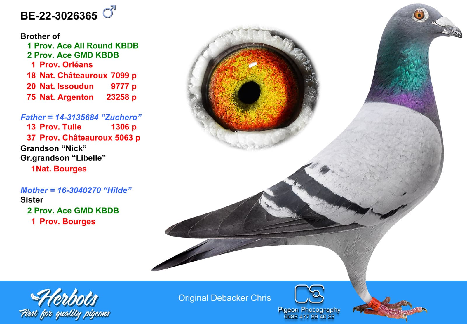 pigeon: undefined