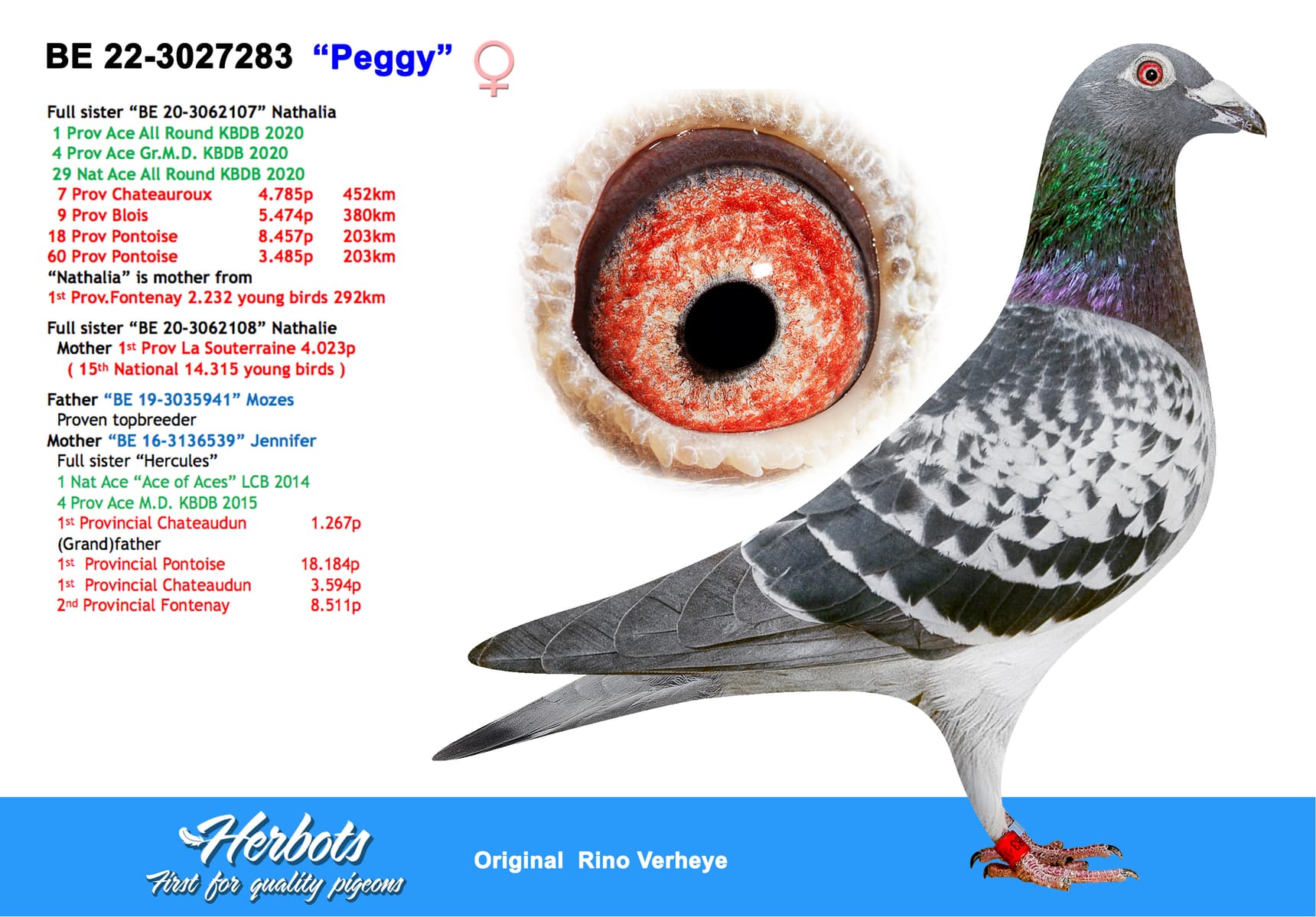pigeon: undefined