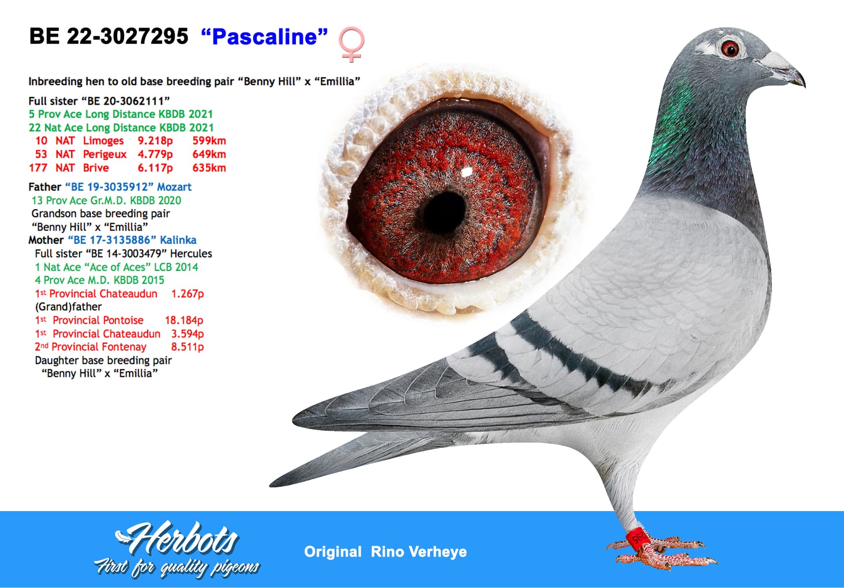 pigeon: undefined