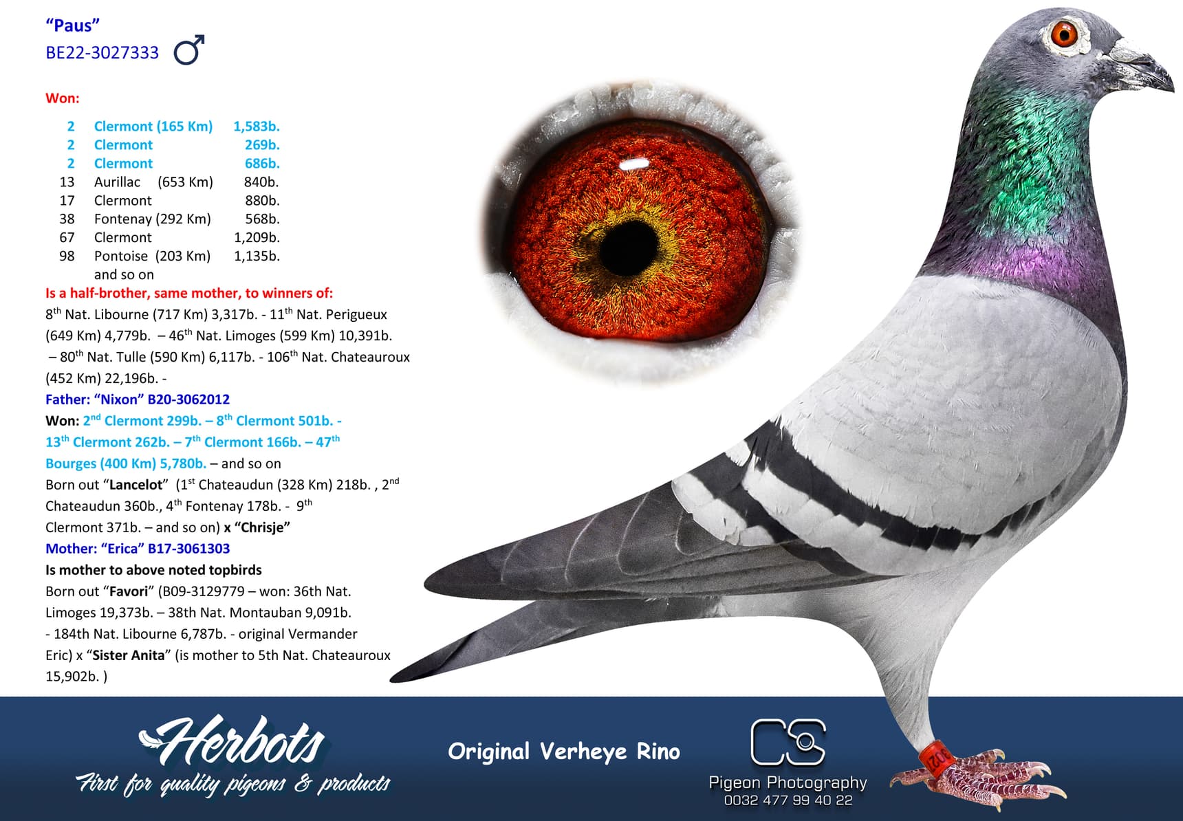 pigeon: undefined