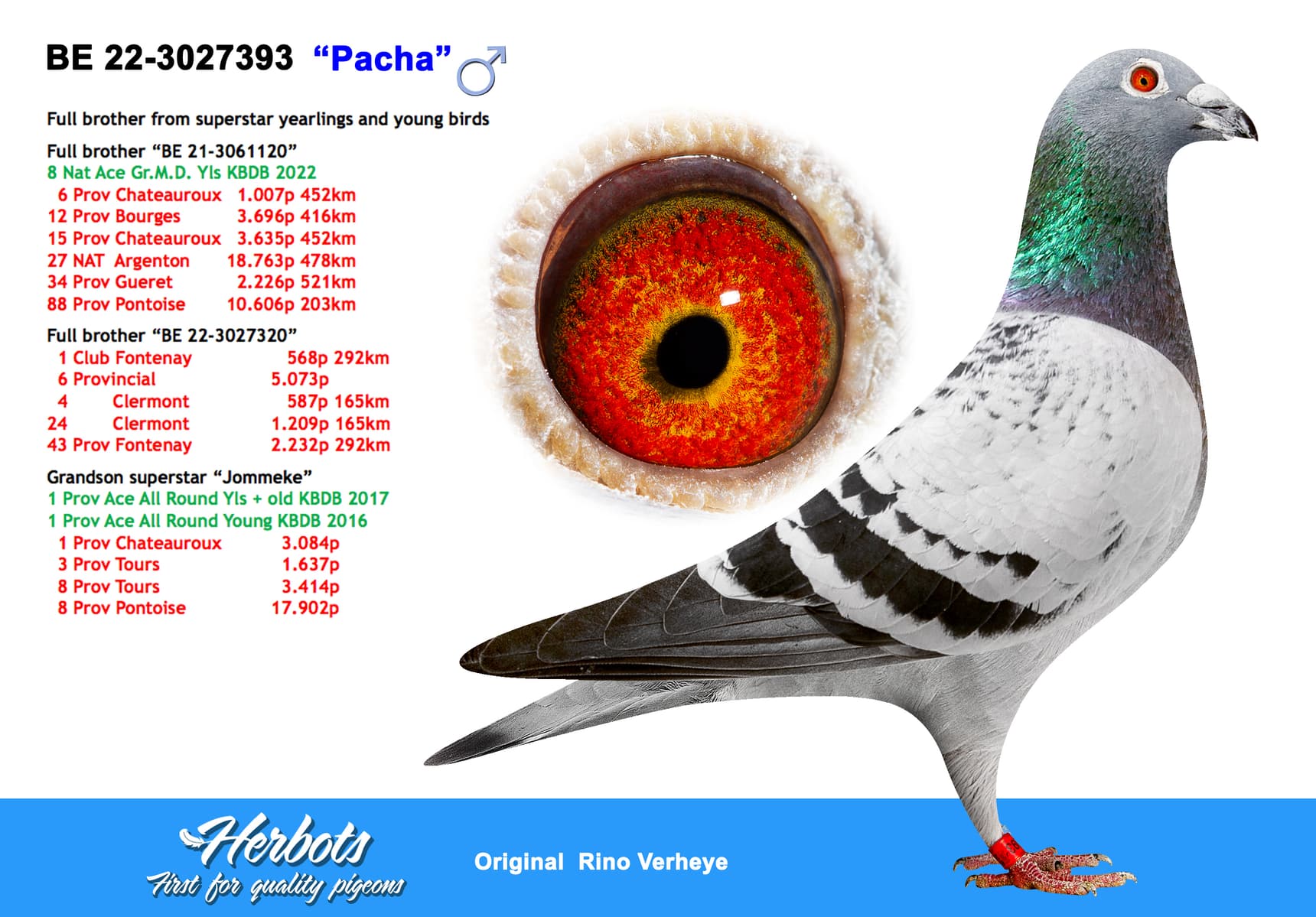 pigeon: undefined