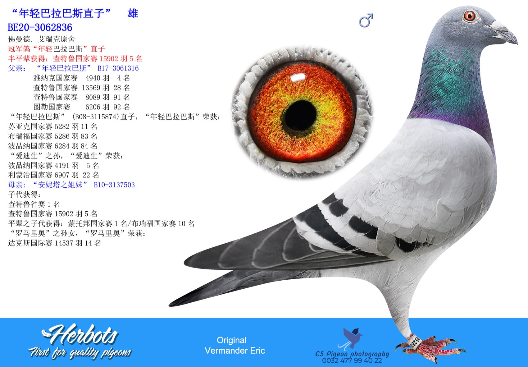 pigeon: undefined
