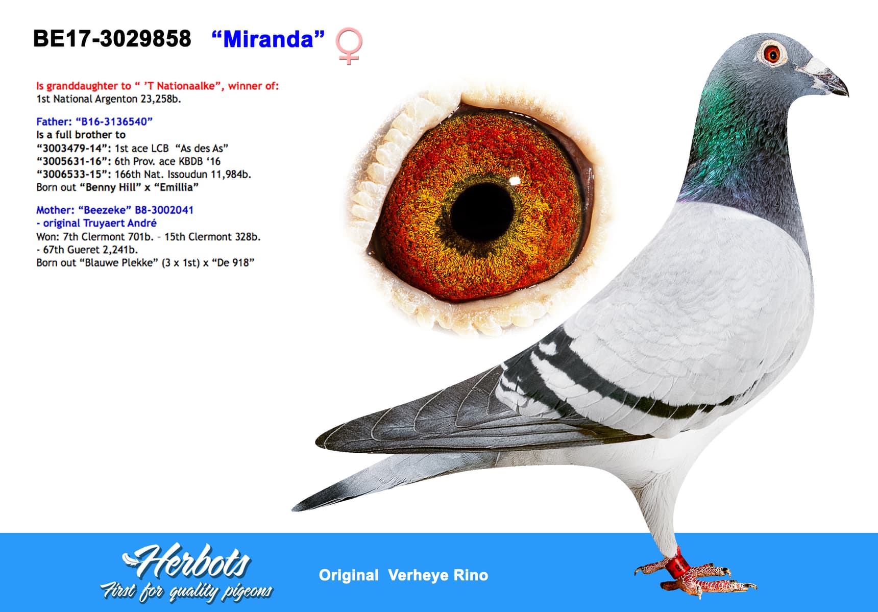 pigeon: undefined