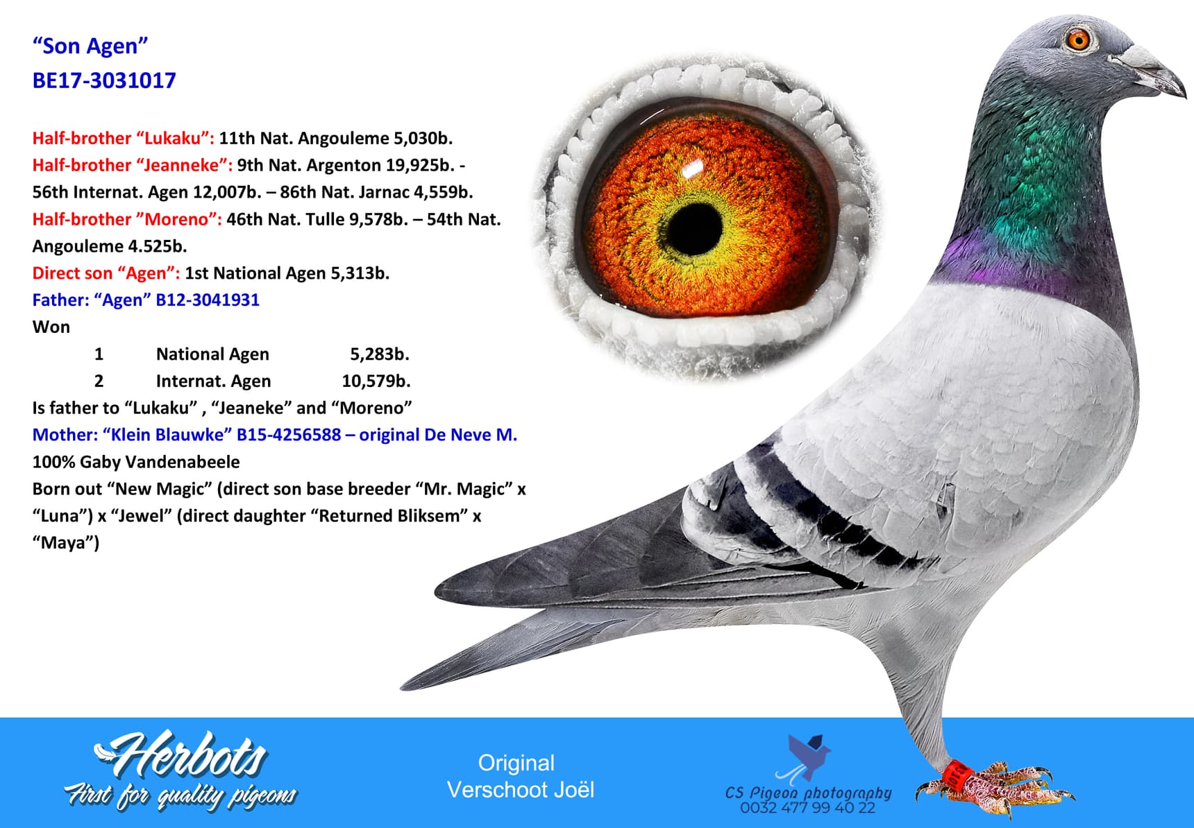 pigeon: “Son Agen”