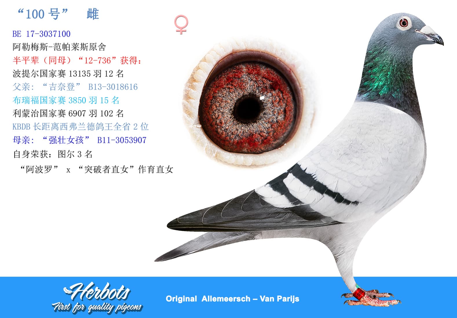 pigeon: undefined