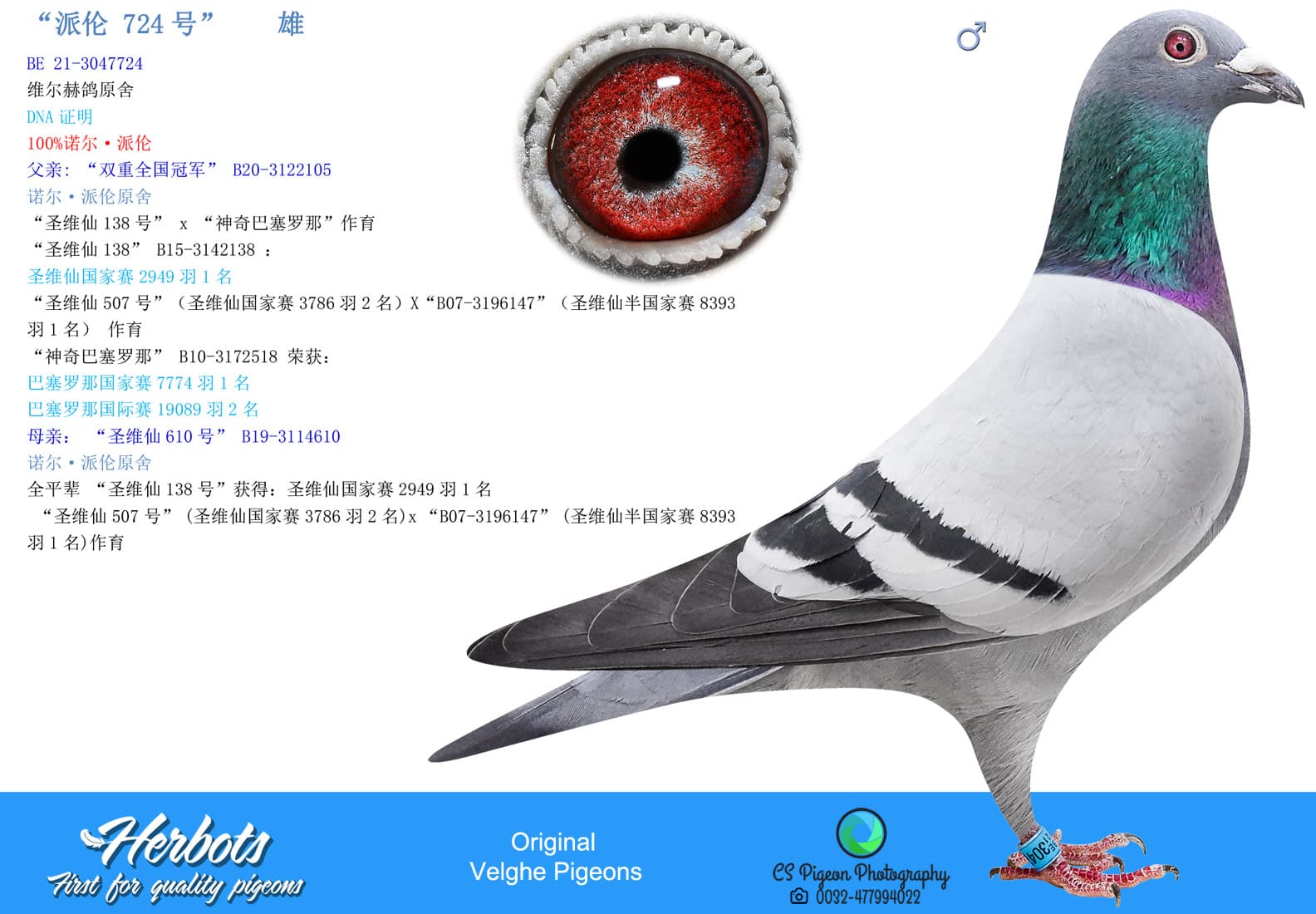 pigeon: undefined