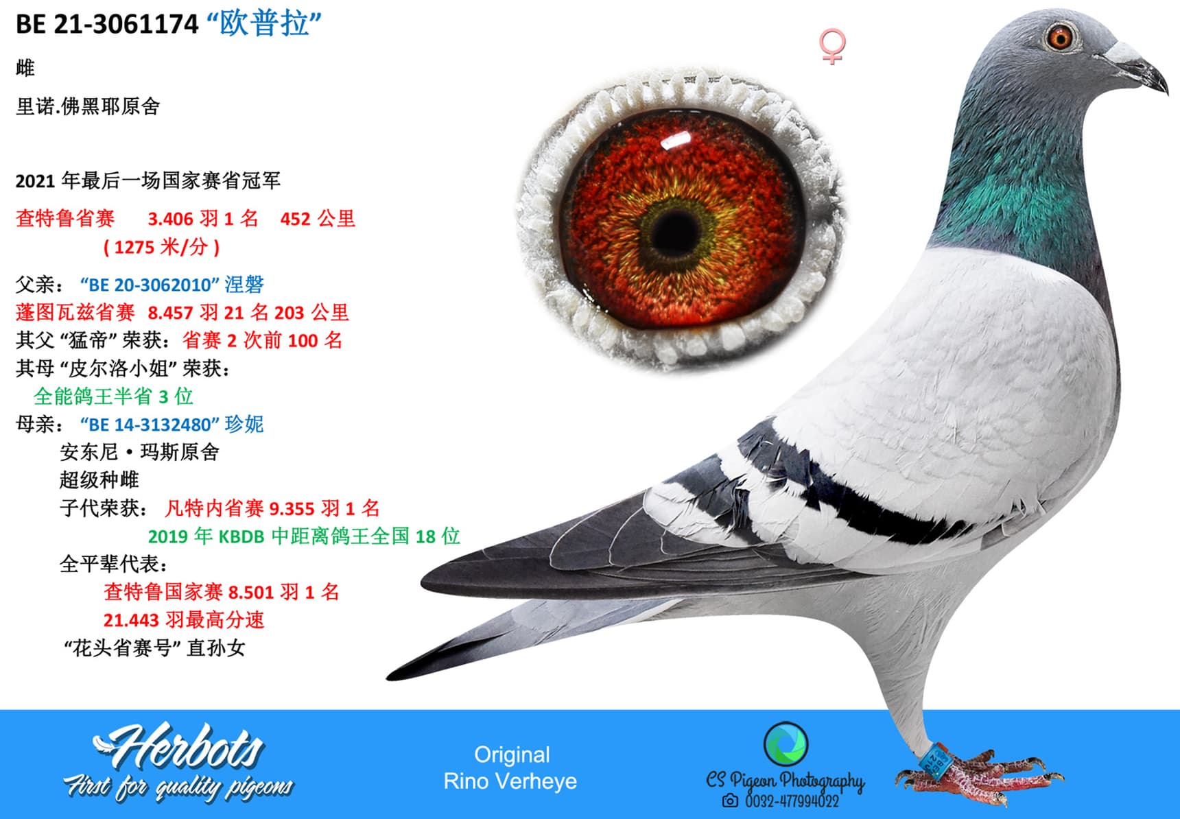 pigeon: undefined