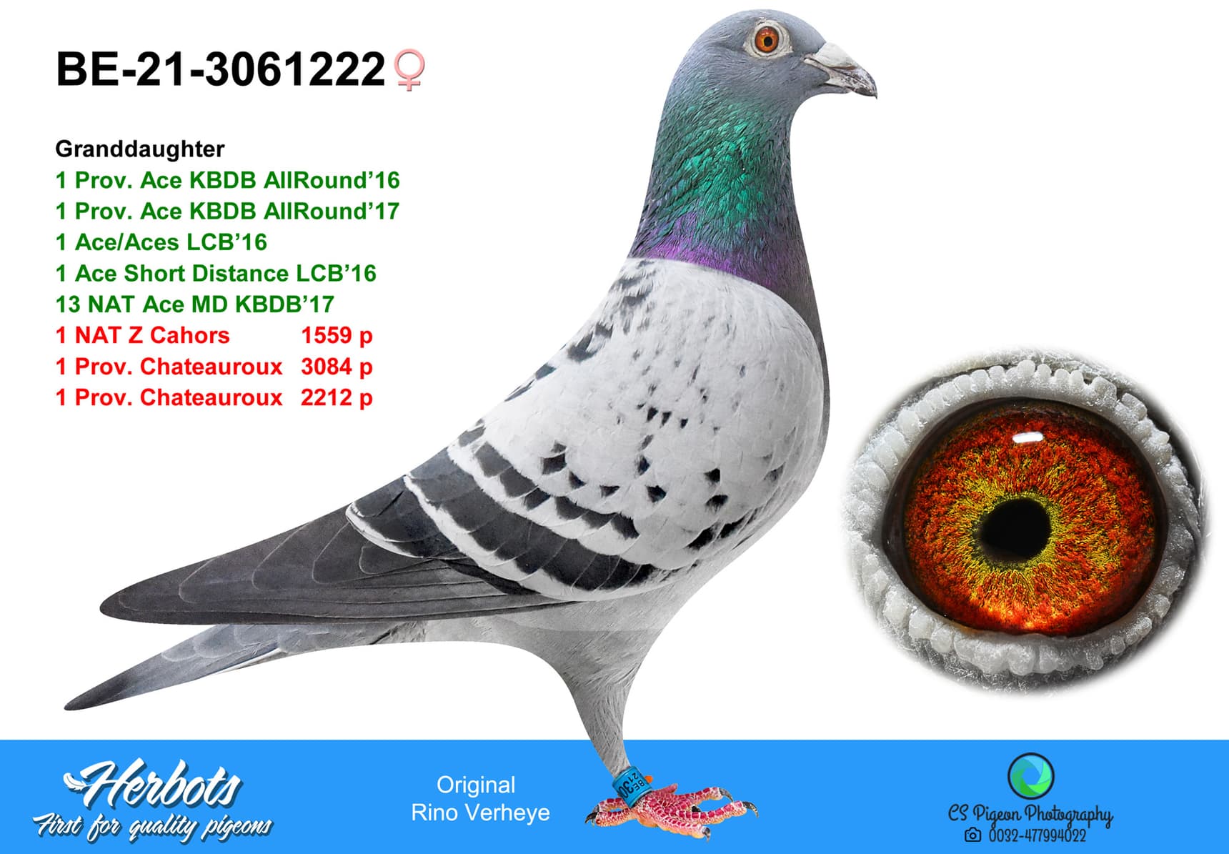 pigeon: undefined