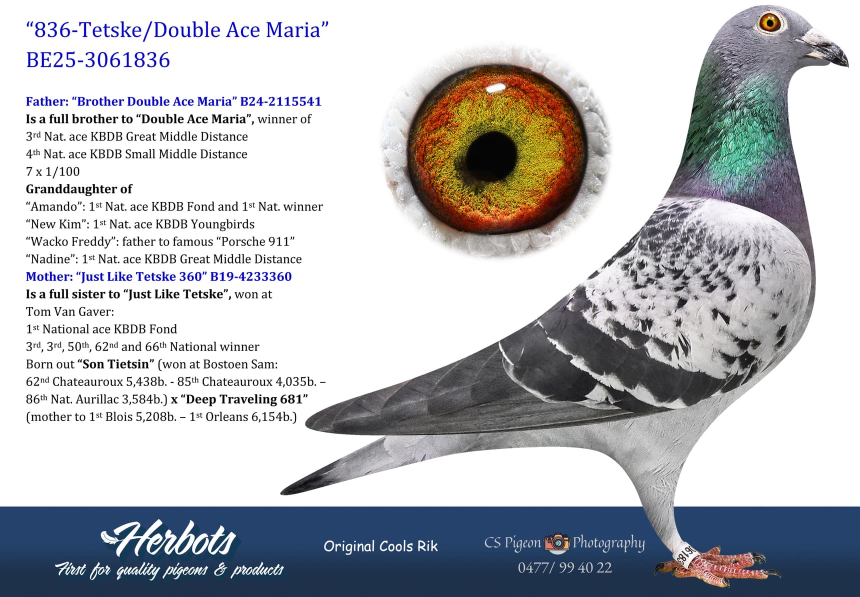 pigeon: undefined
