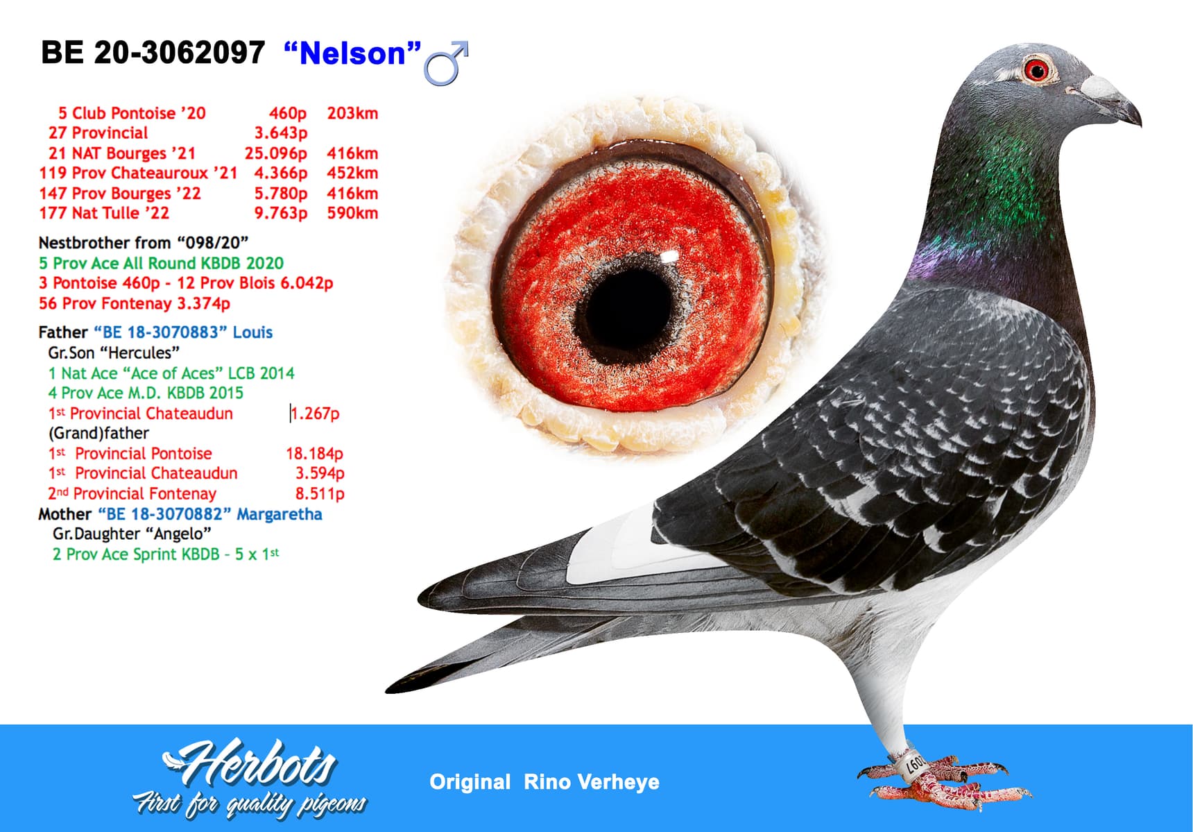 pigeon: undefined