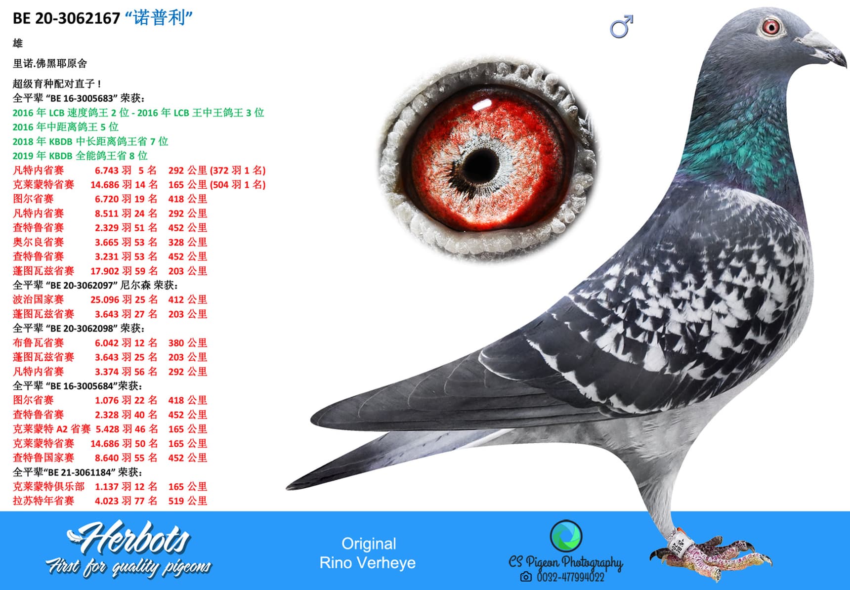 pigeon: “诺普利”