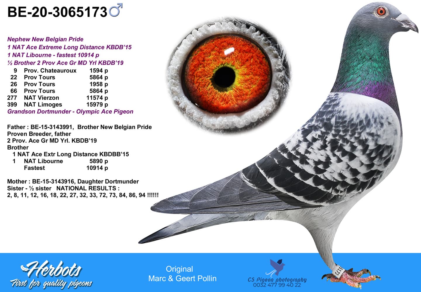 pigeon: undefined