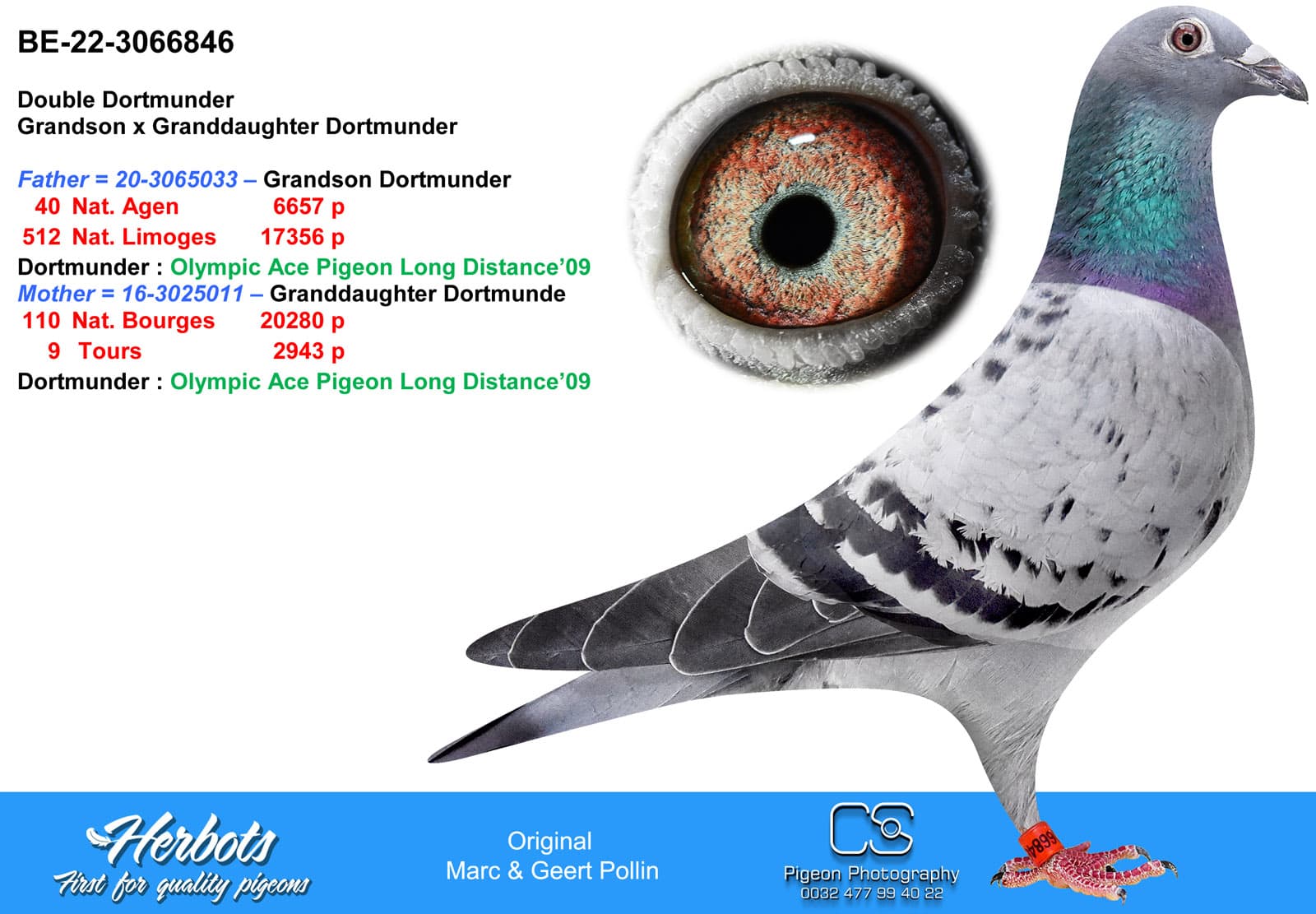 pigeon: undefined