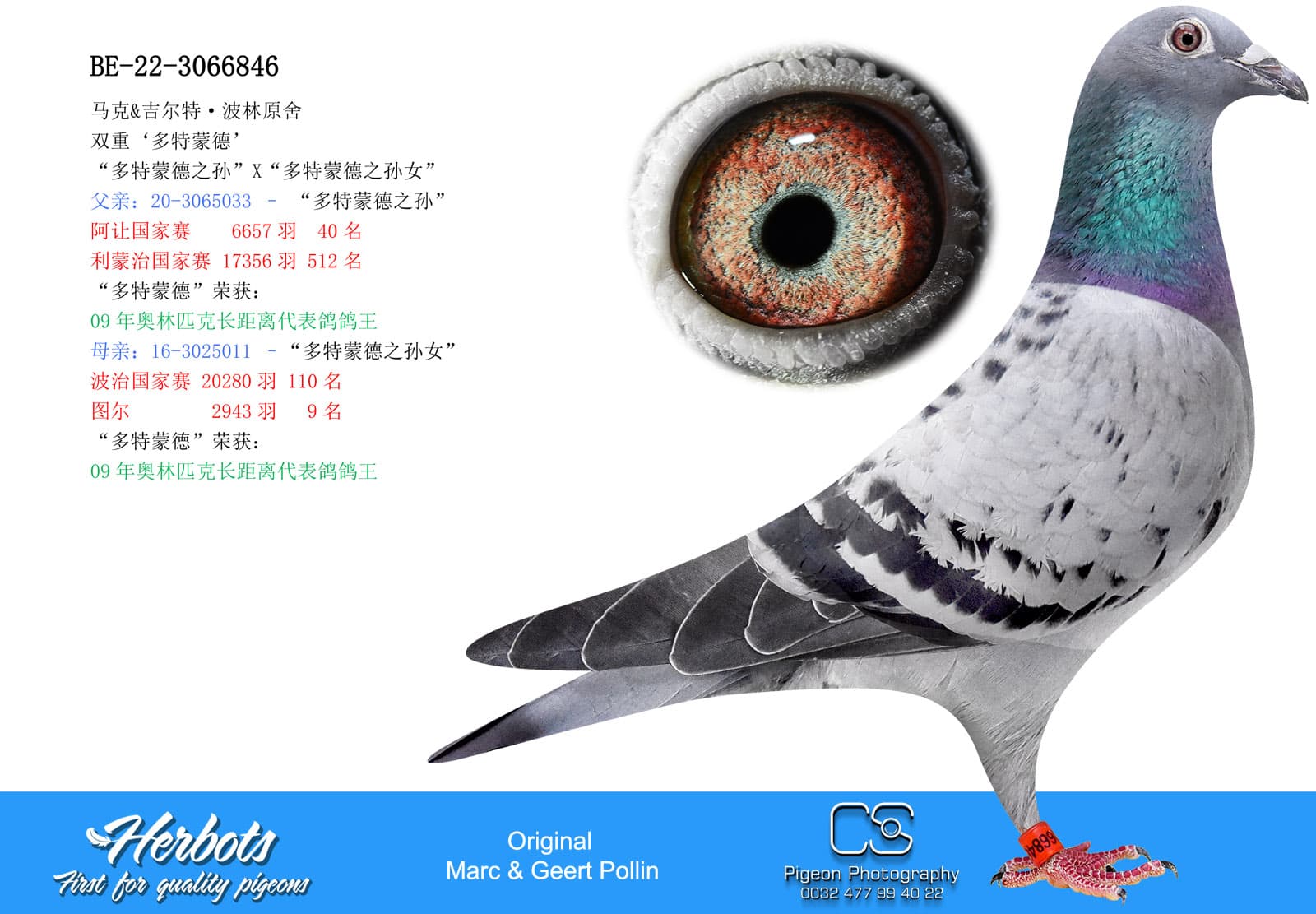 pigeon: undefined
