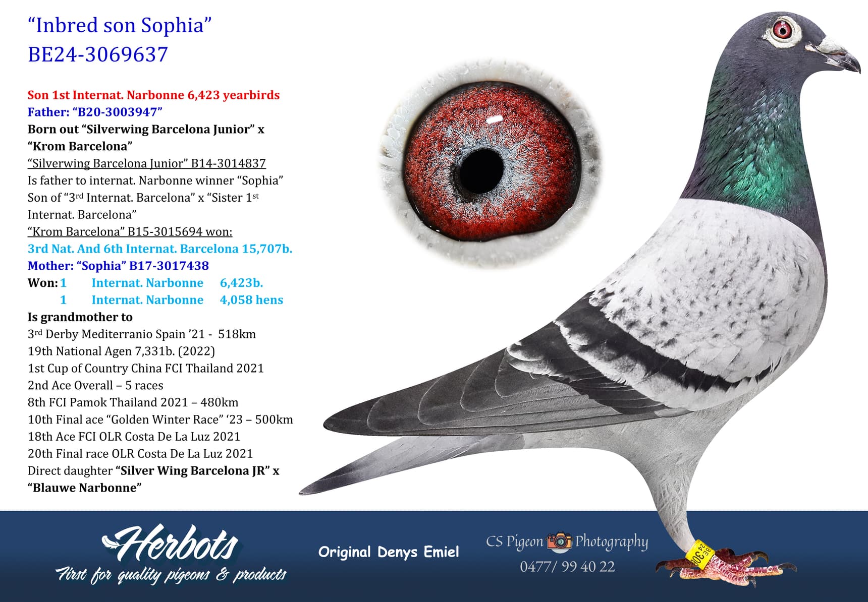 pigeon: undefined