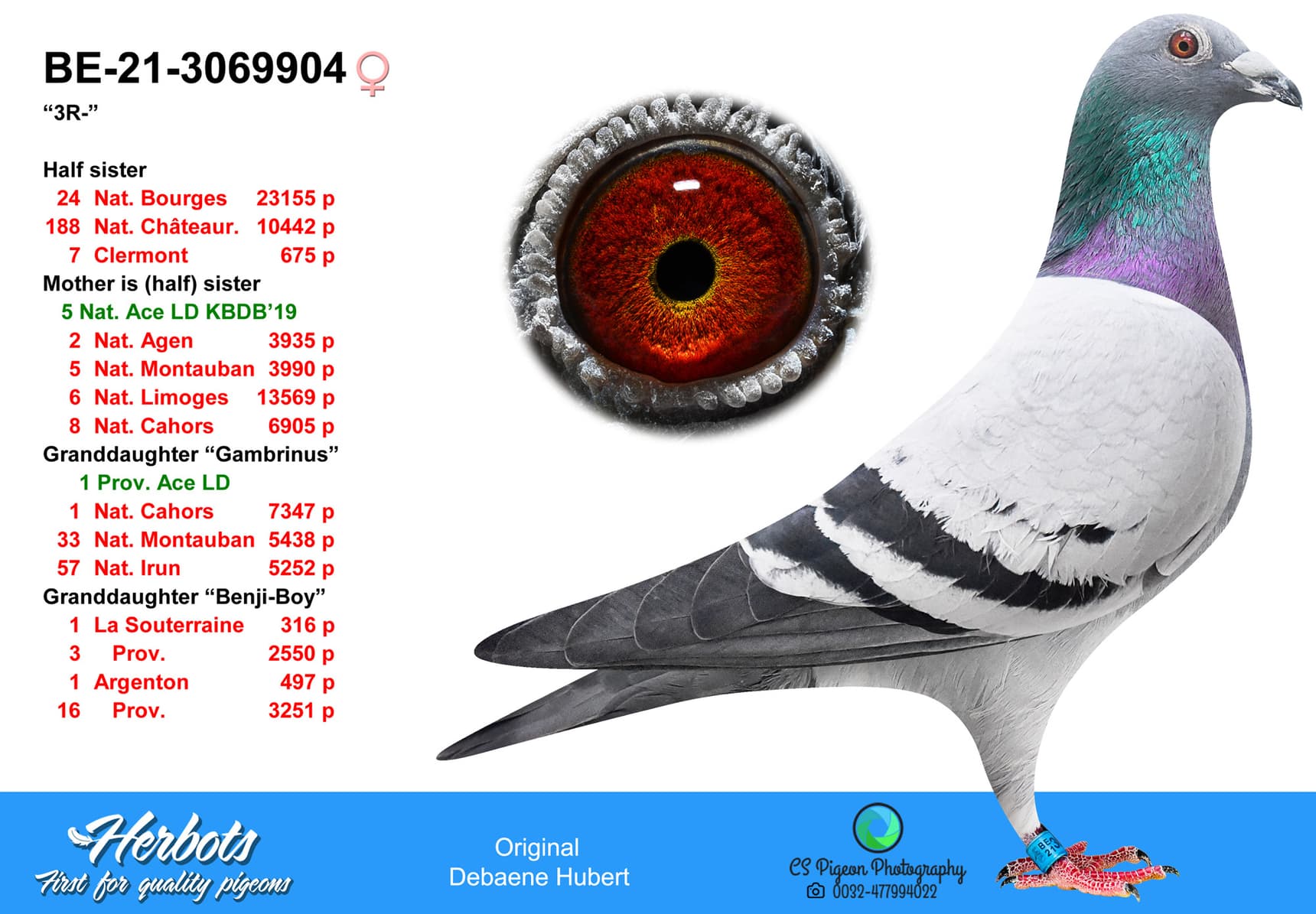 pigeon: undefined