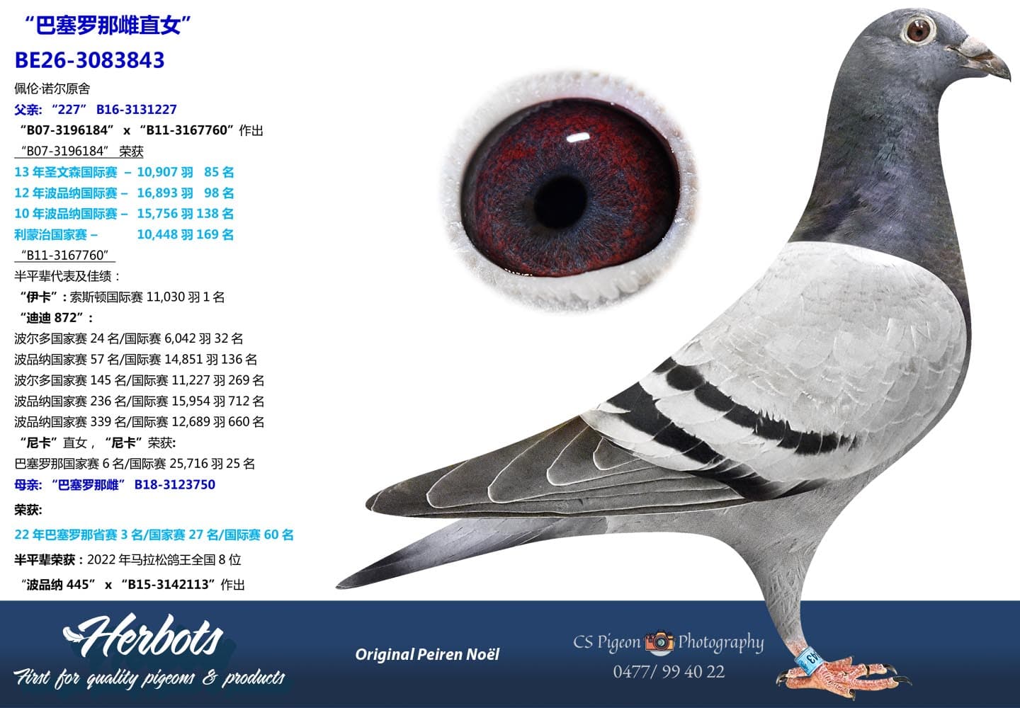pigeon: undefined