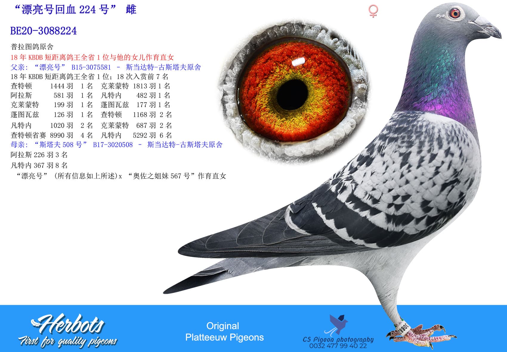 pigeon: undefined