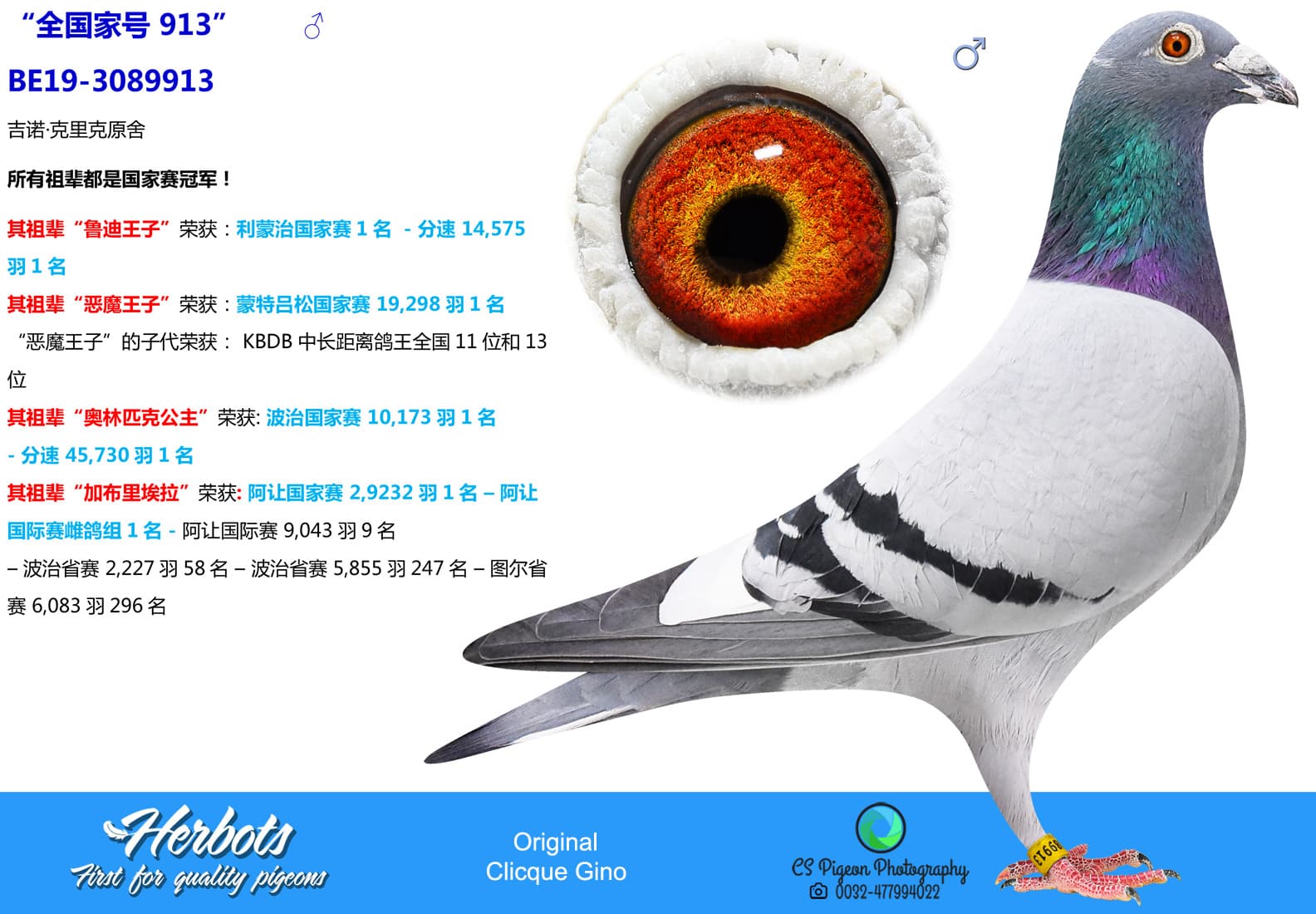 pigeon: undefined