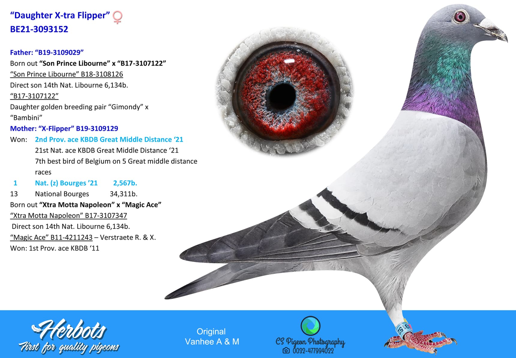 pigeon: “Daughter X-tra Flipper”