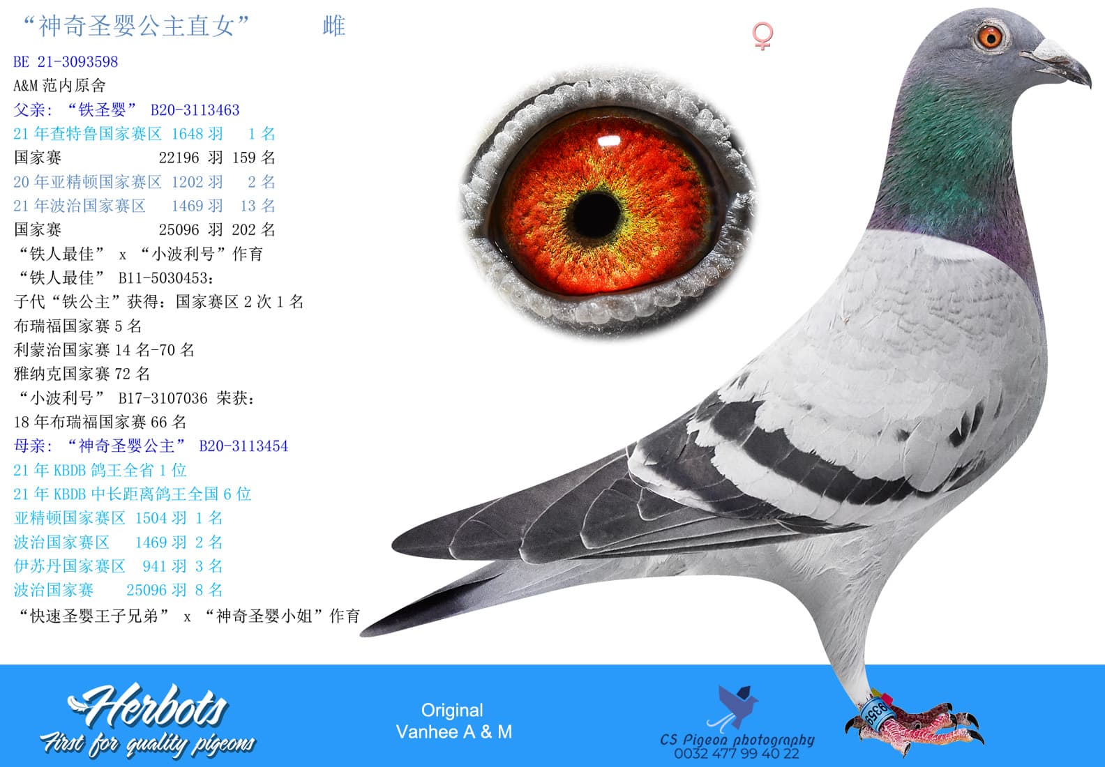 pigeon: undefined