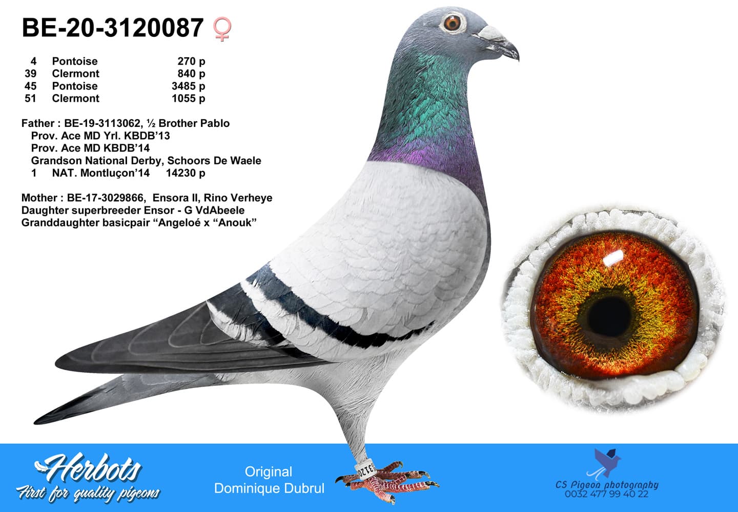 pigeon: undefined