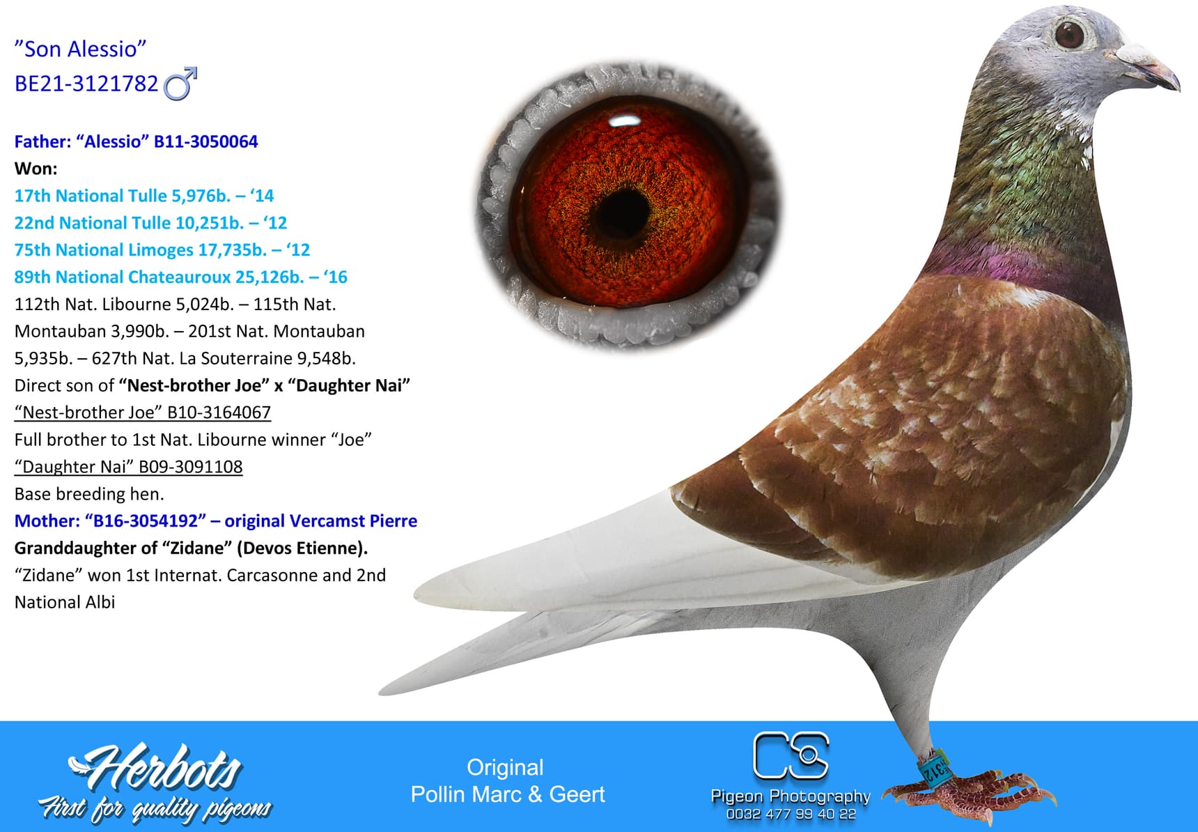 pigeon: ”Son Alessio”