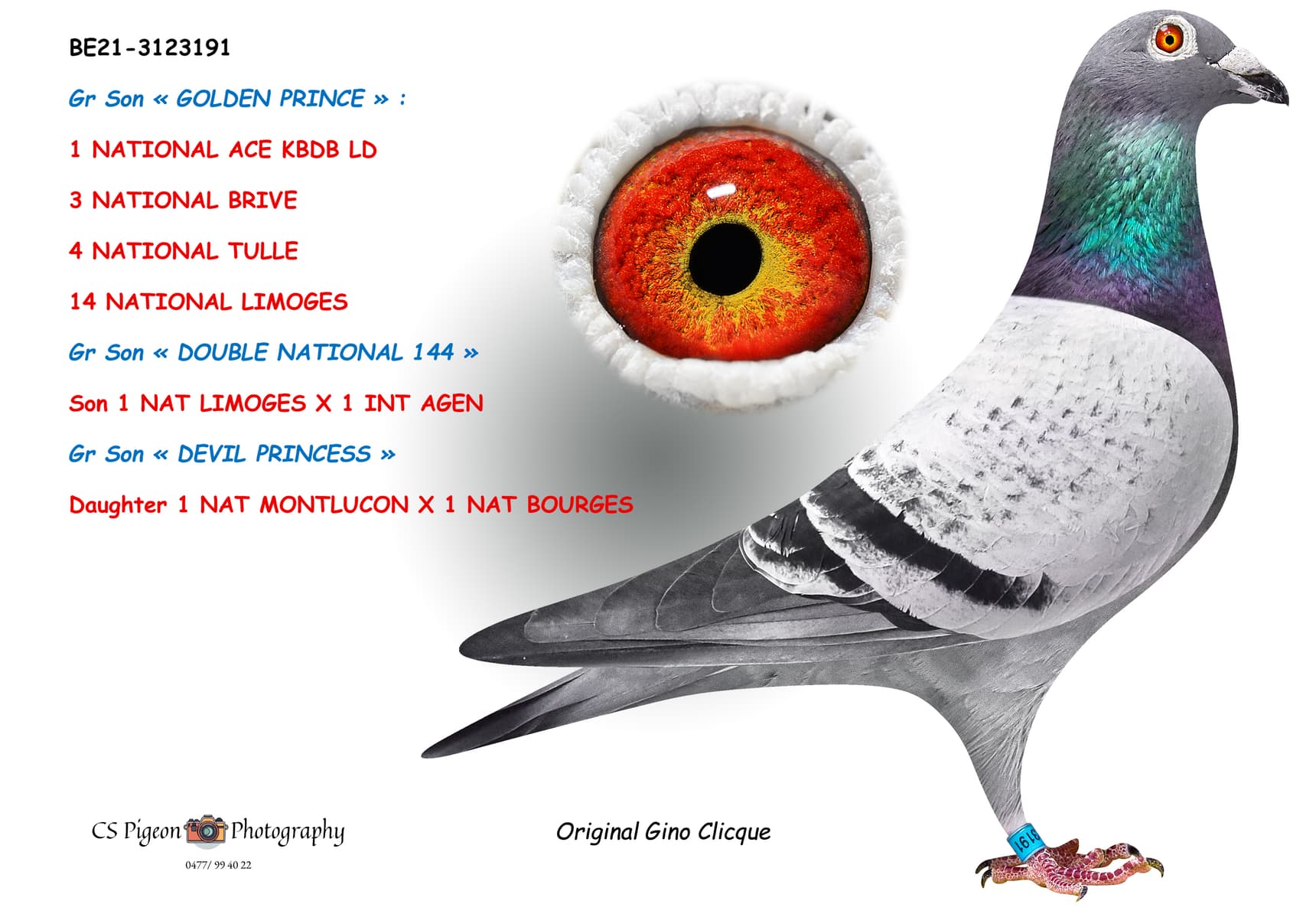 Gr Son «GOLDEN PRINCE»