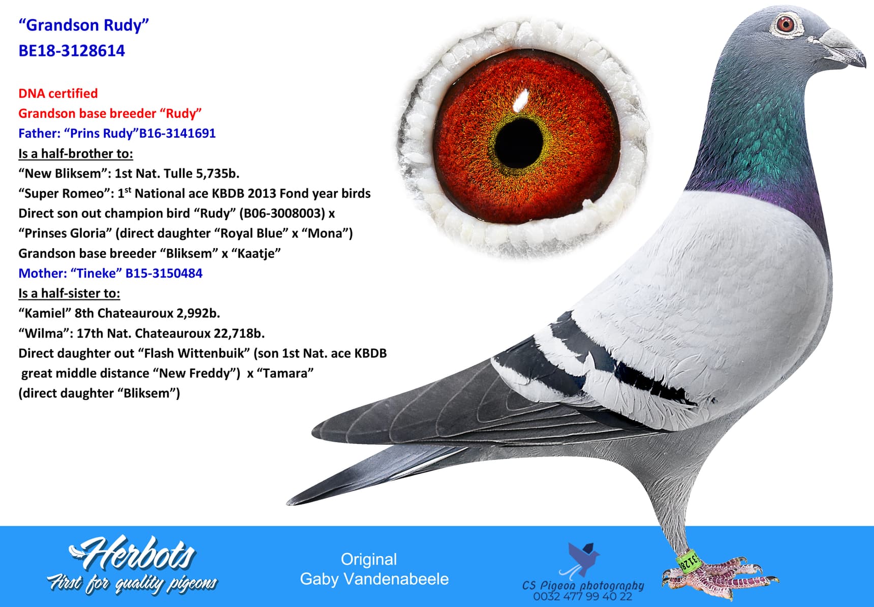 pigeon: “Grandson Rudy”