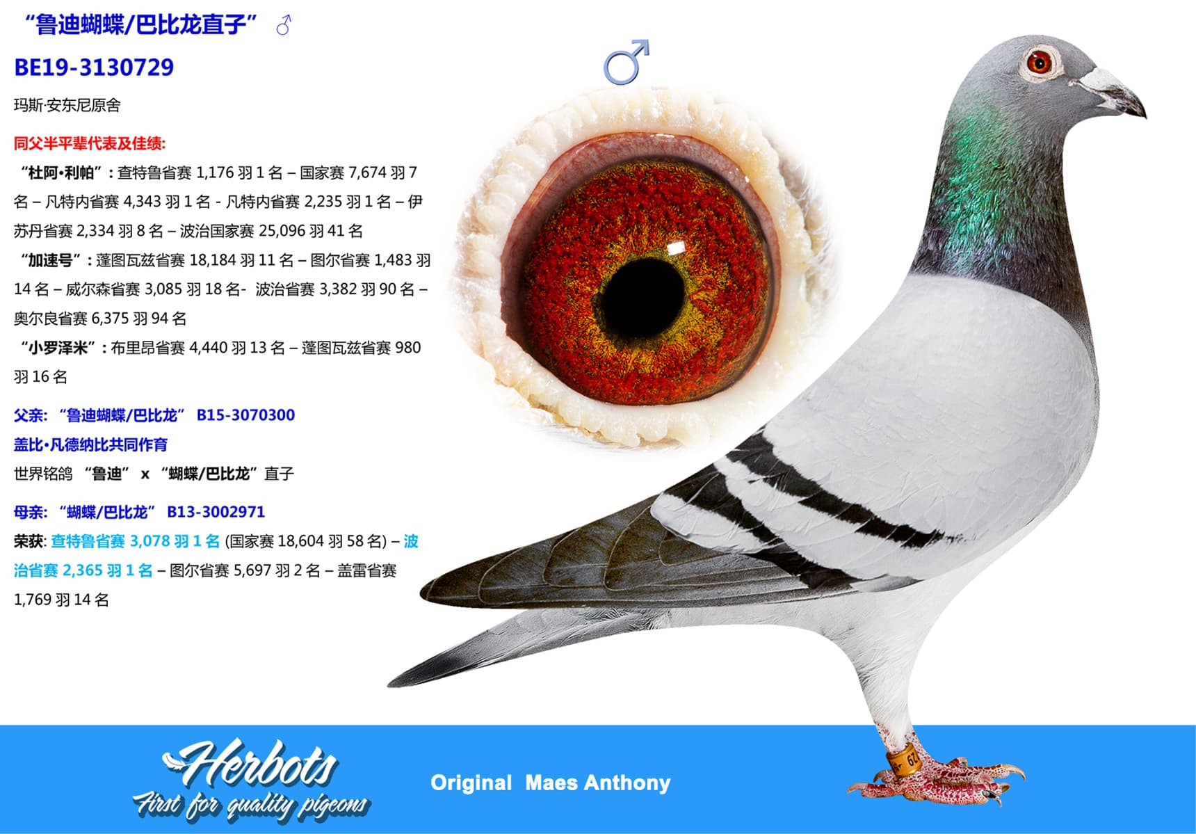 pigeon: “鲁迪蝴蝶/巴比龙直子”