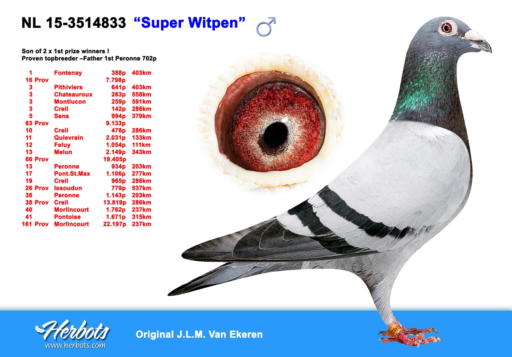 pigeon: undefined