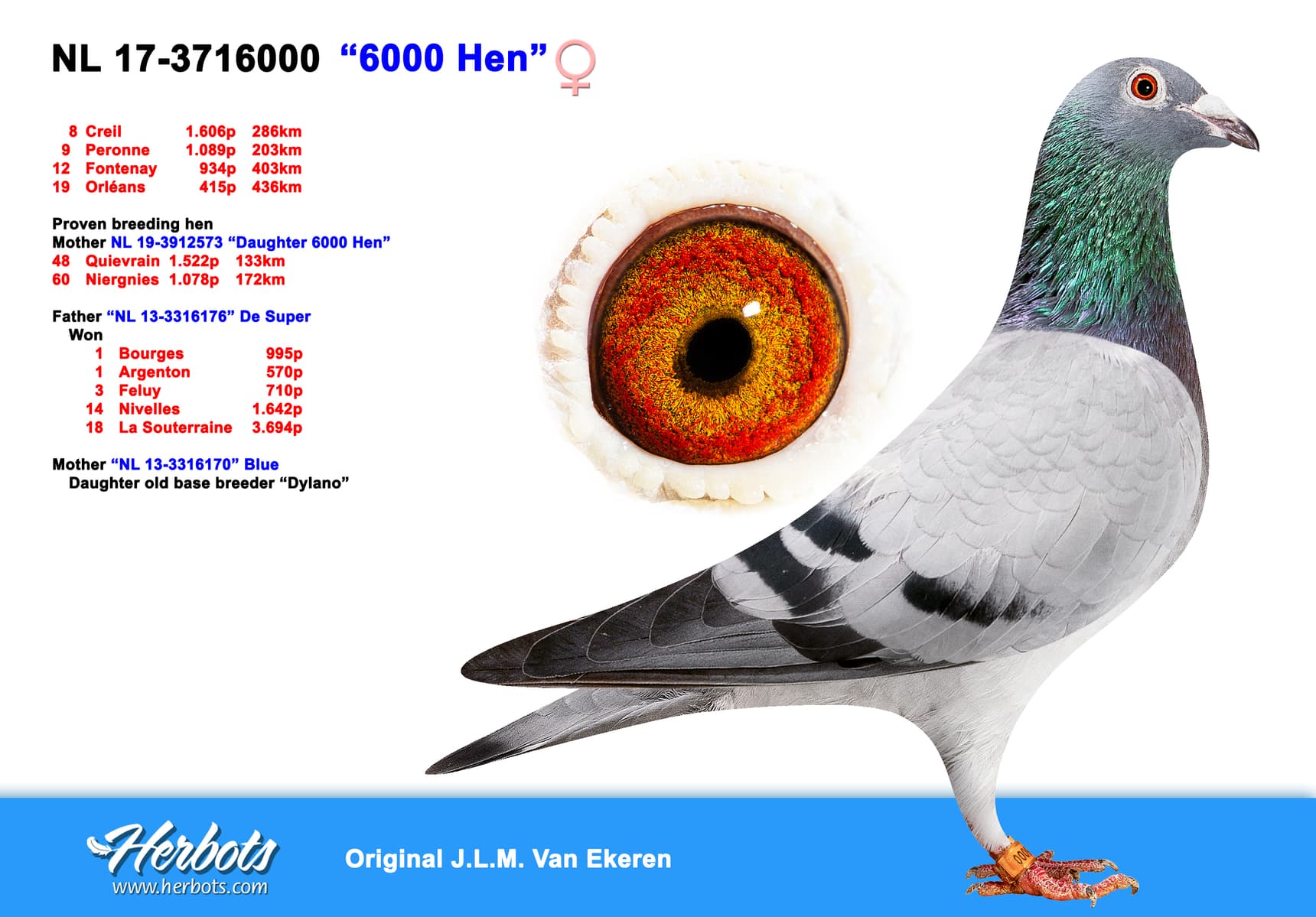 pigeon: undefined