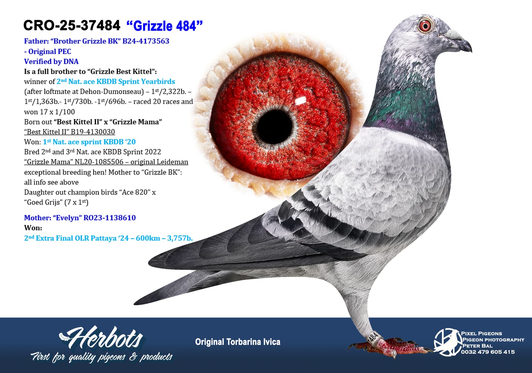 pigeon: undefined
