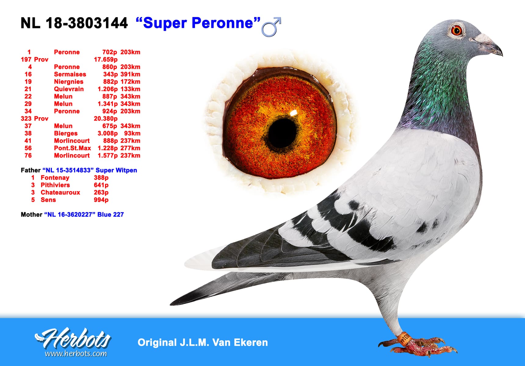pigeon: “Super Peronne”
